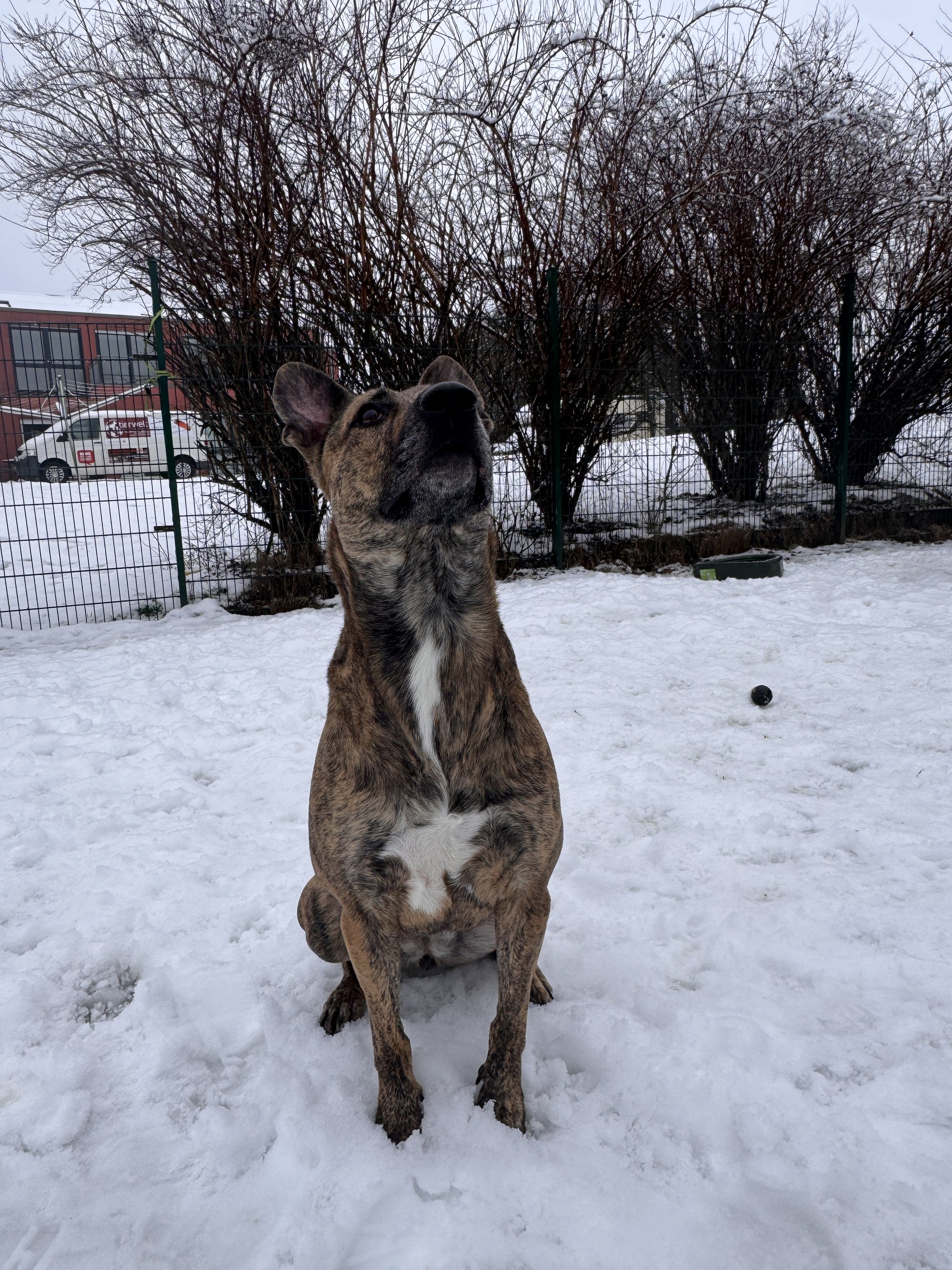 Hündin Harley (Reserviert)