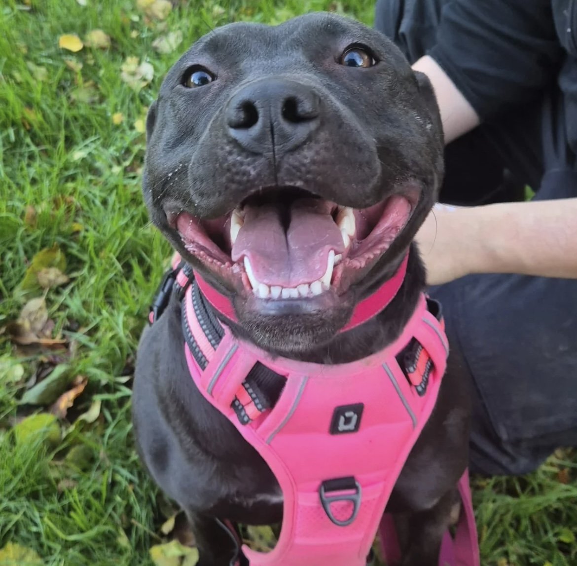 Hündin MS Chocolate