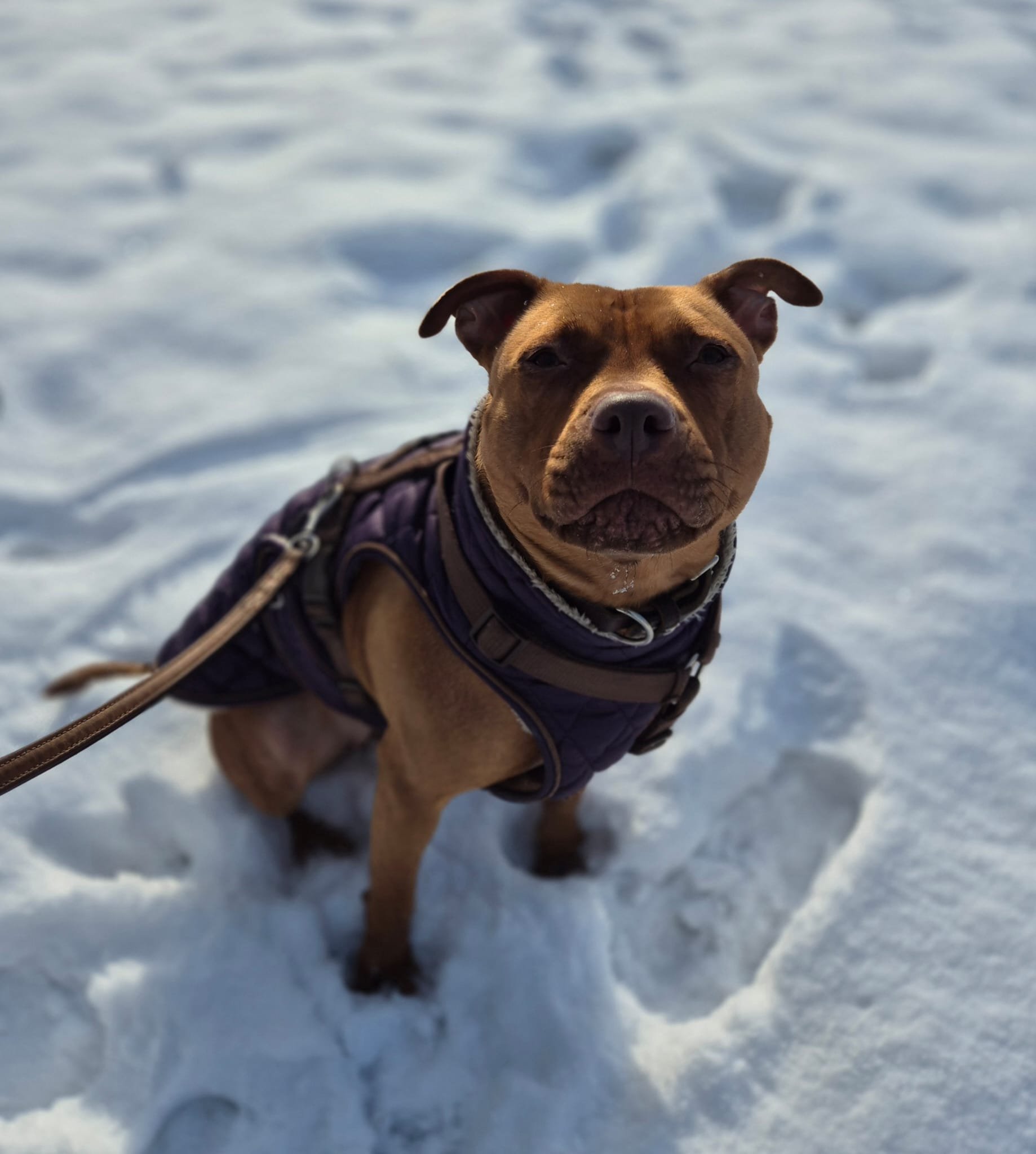 Hündin Skadi(reserviert)