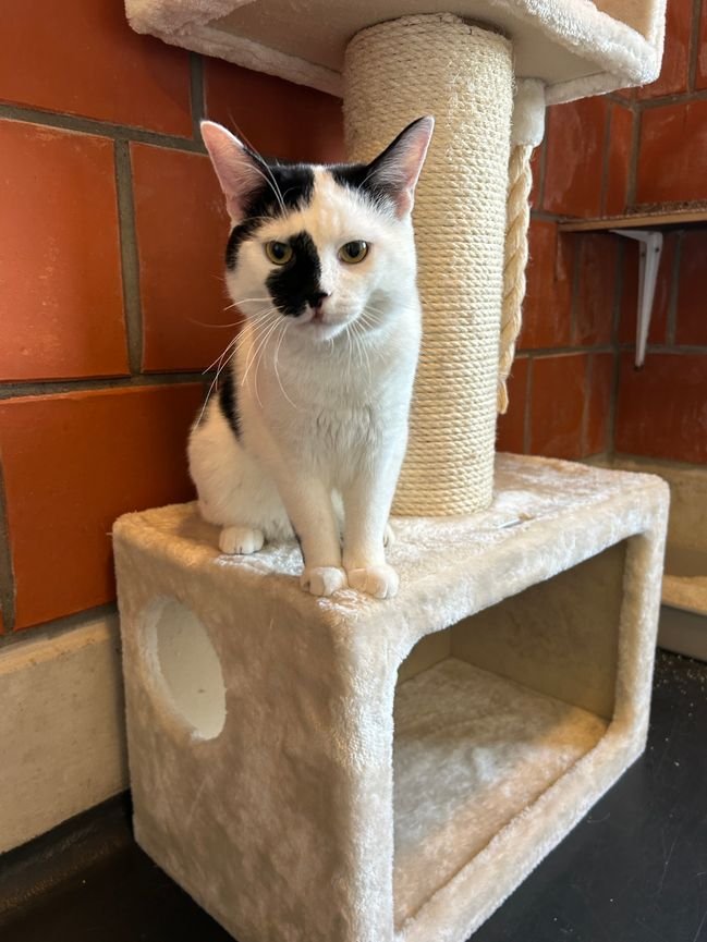 Kater Charly (Reserviert)