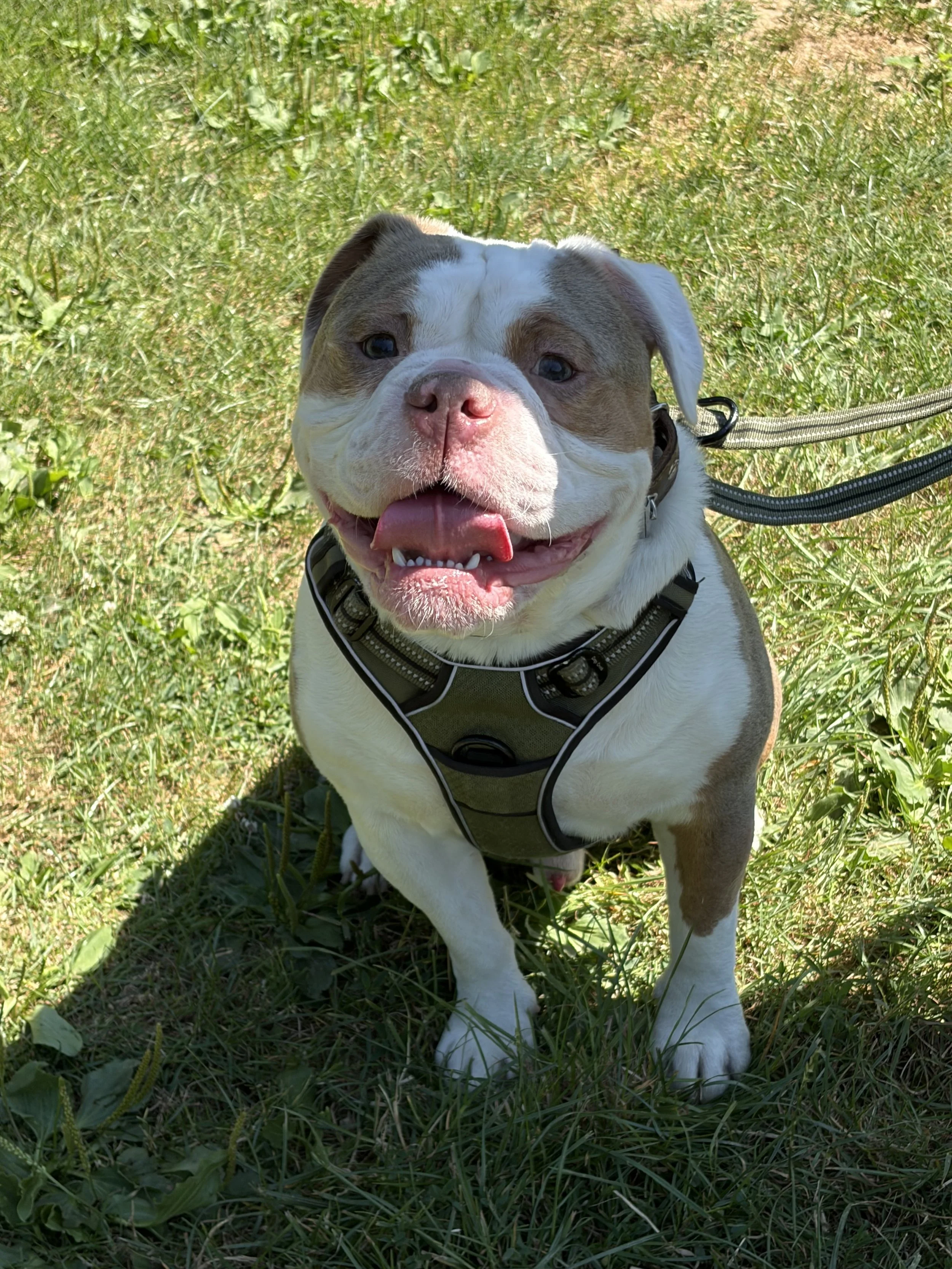 Rüde Ragnar Thor von den Seal Bullz