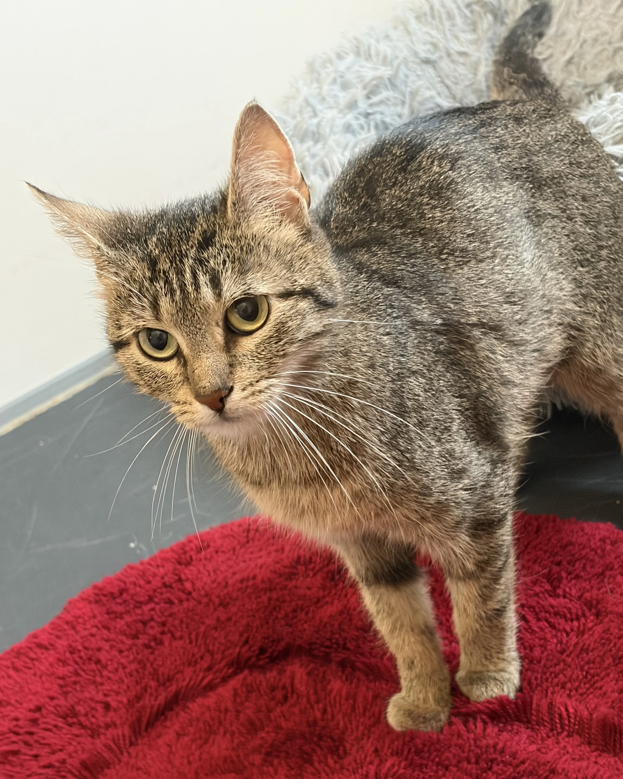 Katze Curie (Reserviert)