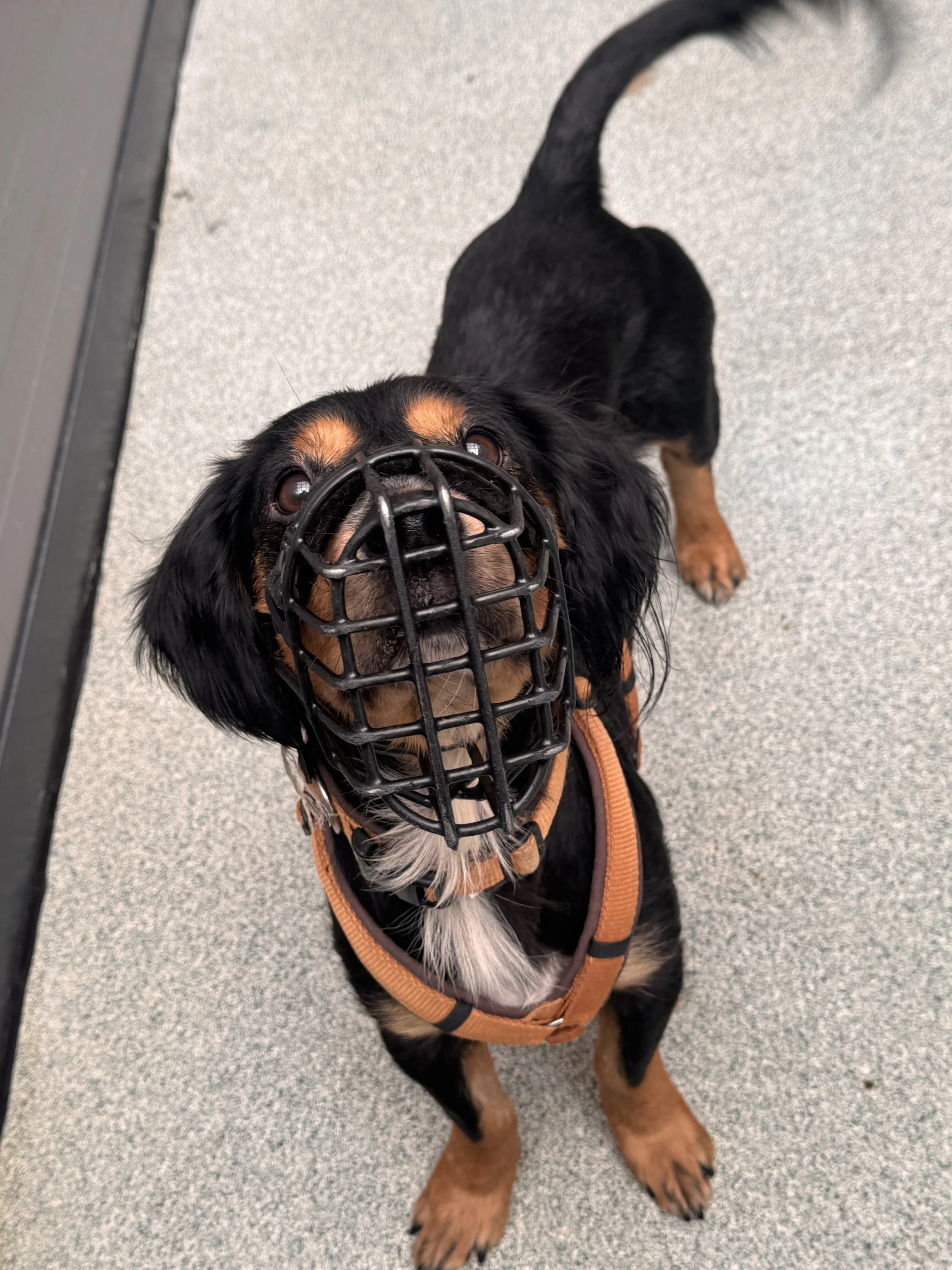 Rüde Howie