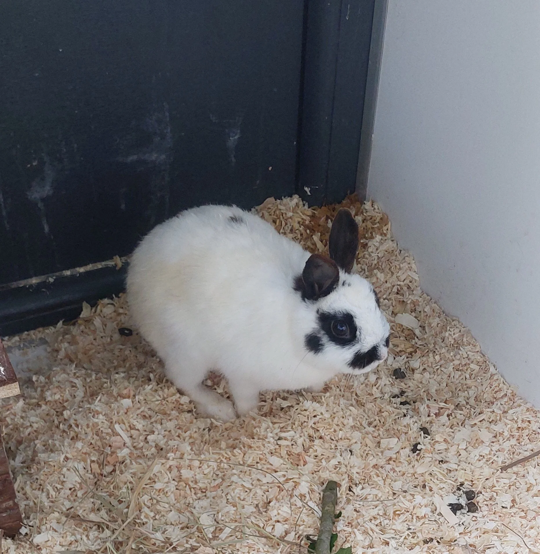 Oreo