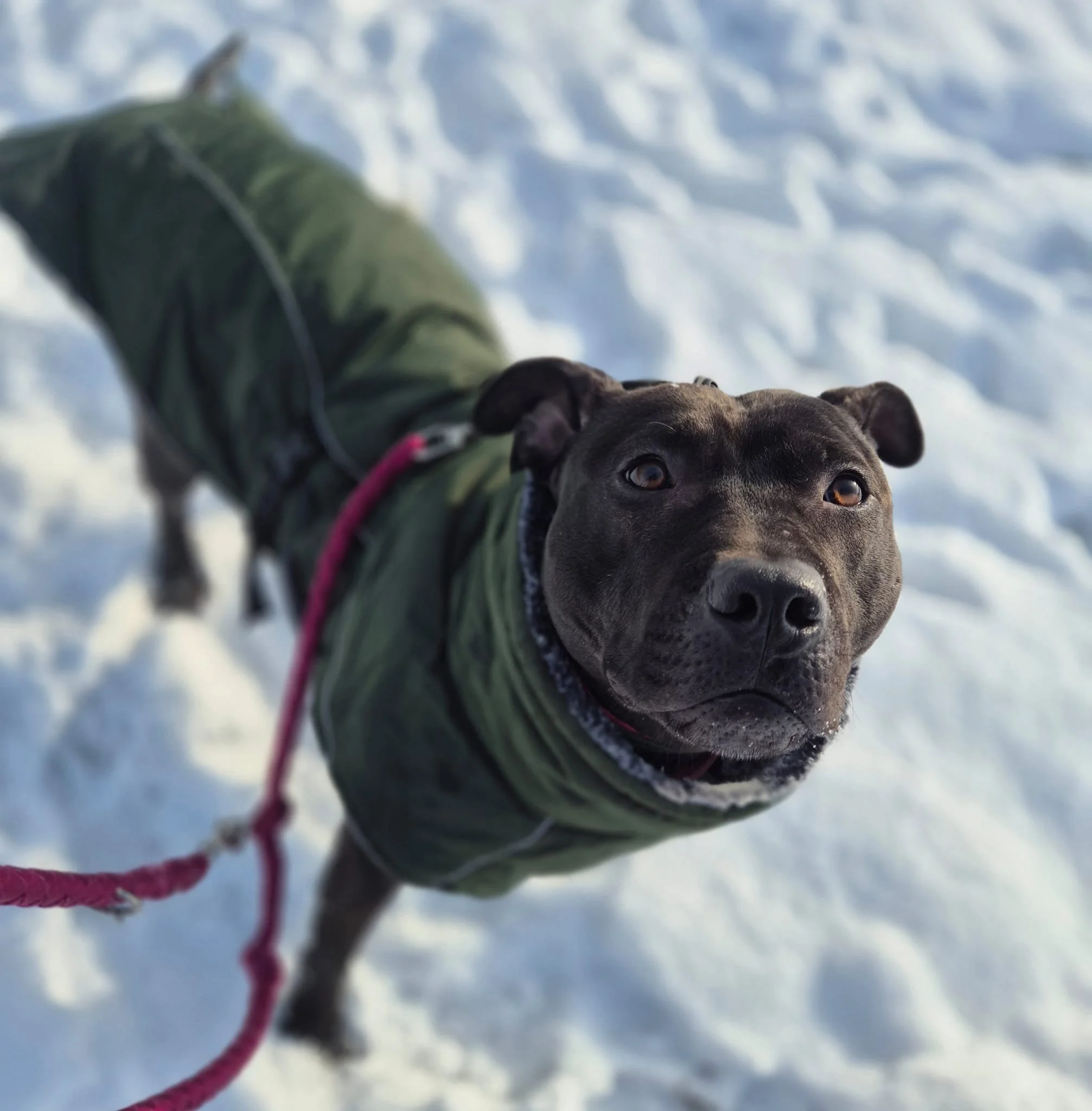 Hündin MS Chocolate (reserviert)