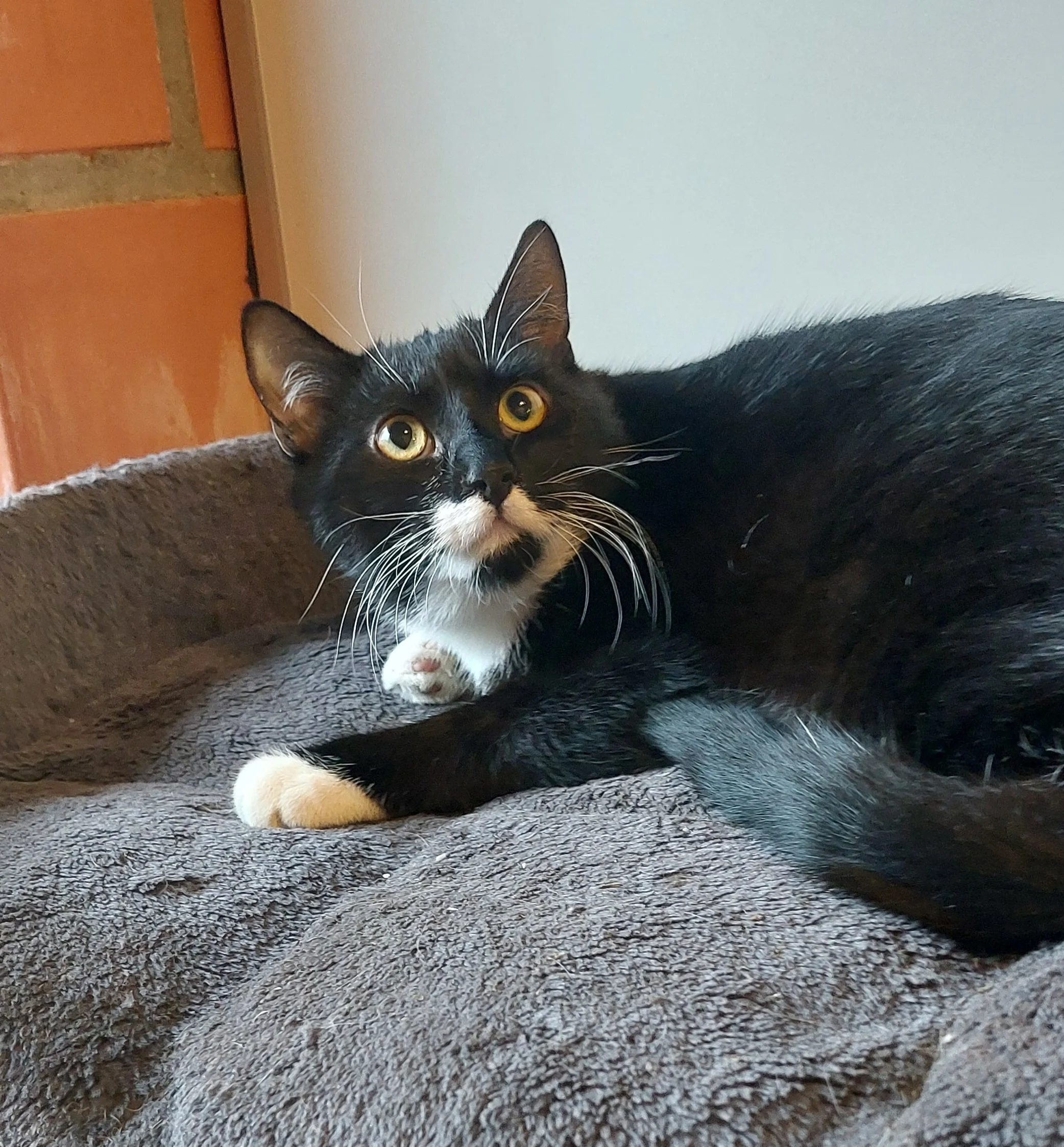 Kitten Idefix