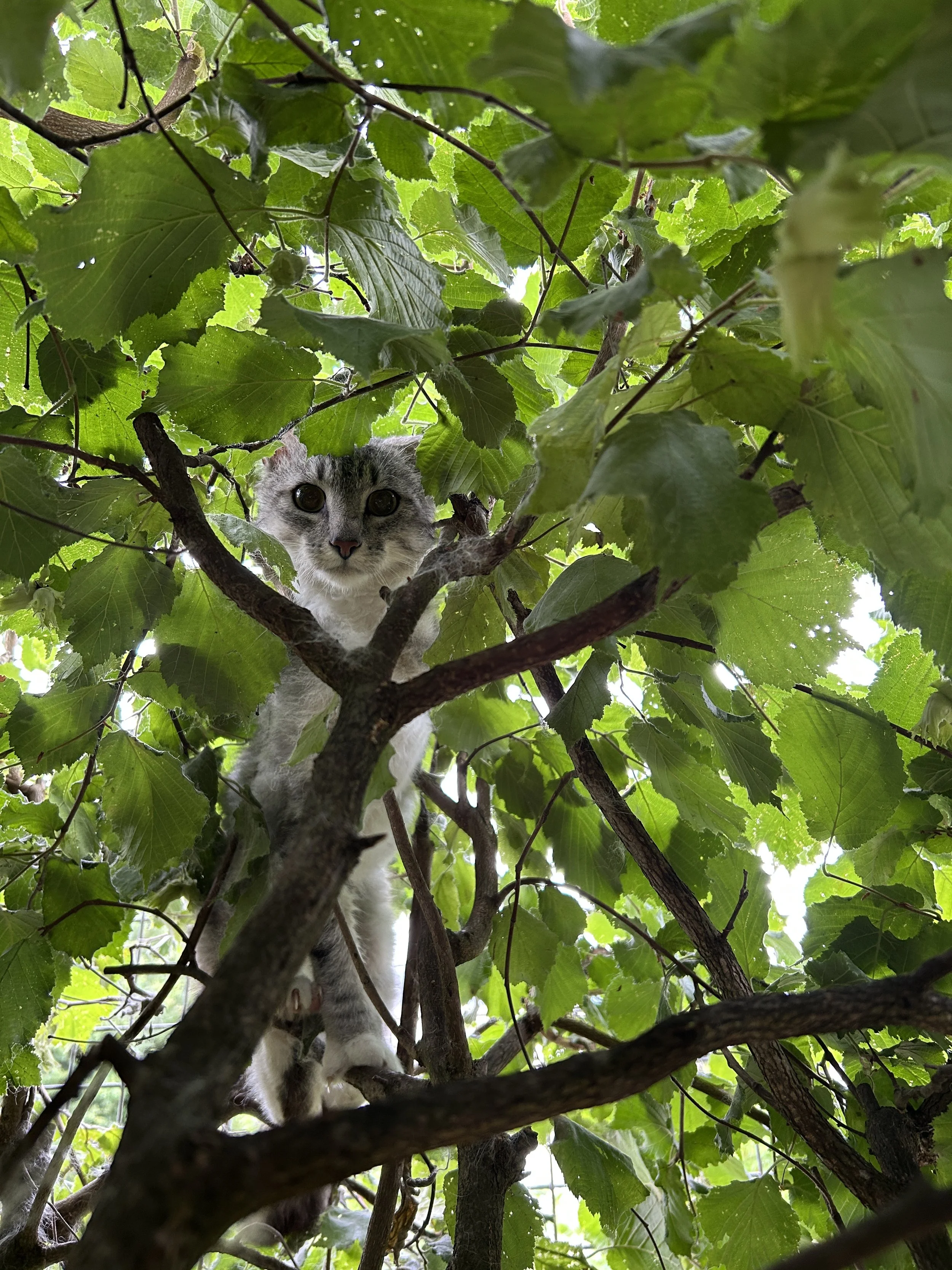 Kater Bobby