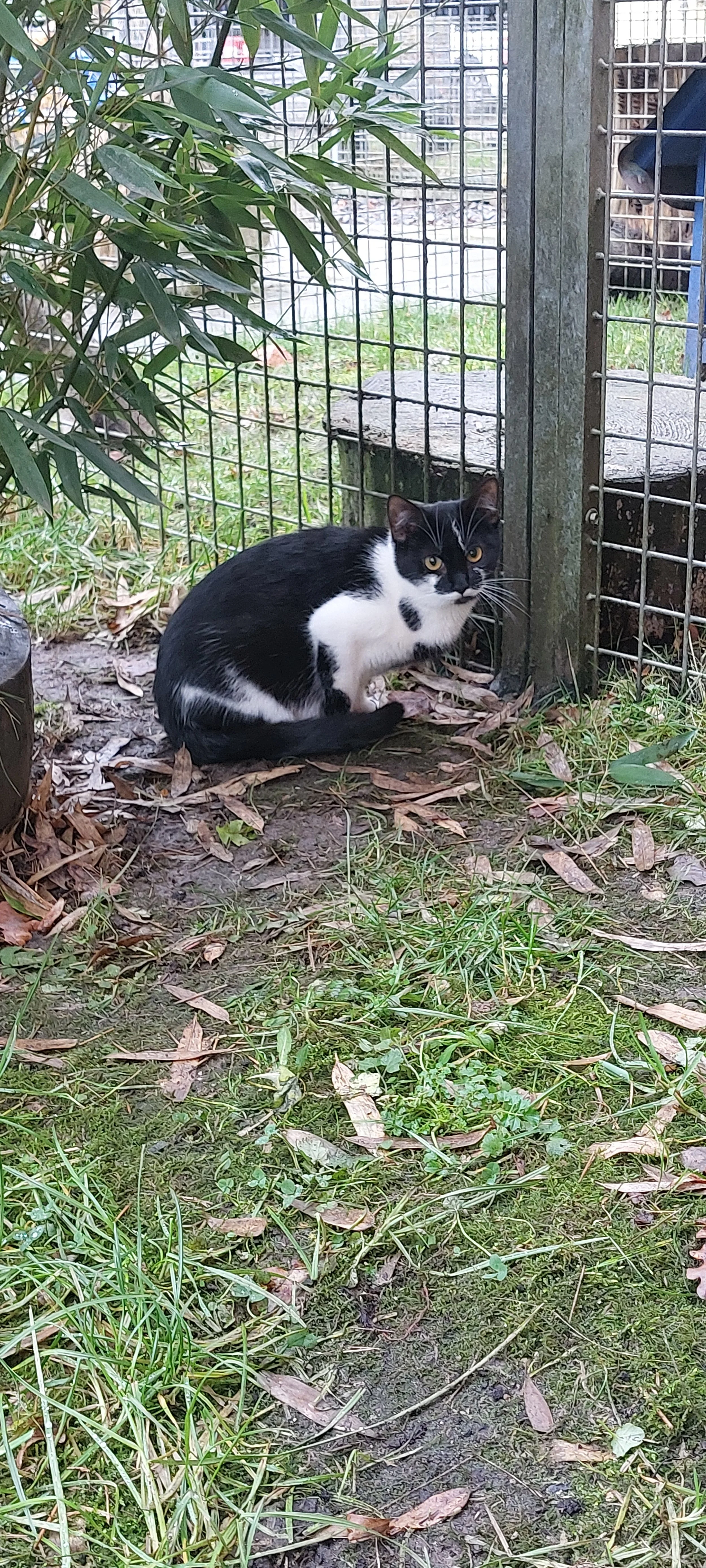 Kitten Isabel