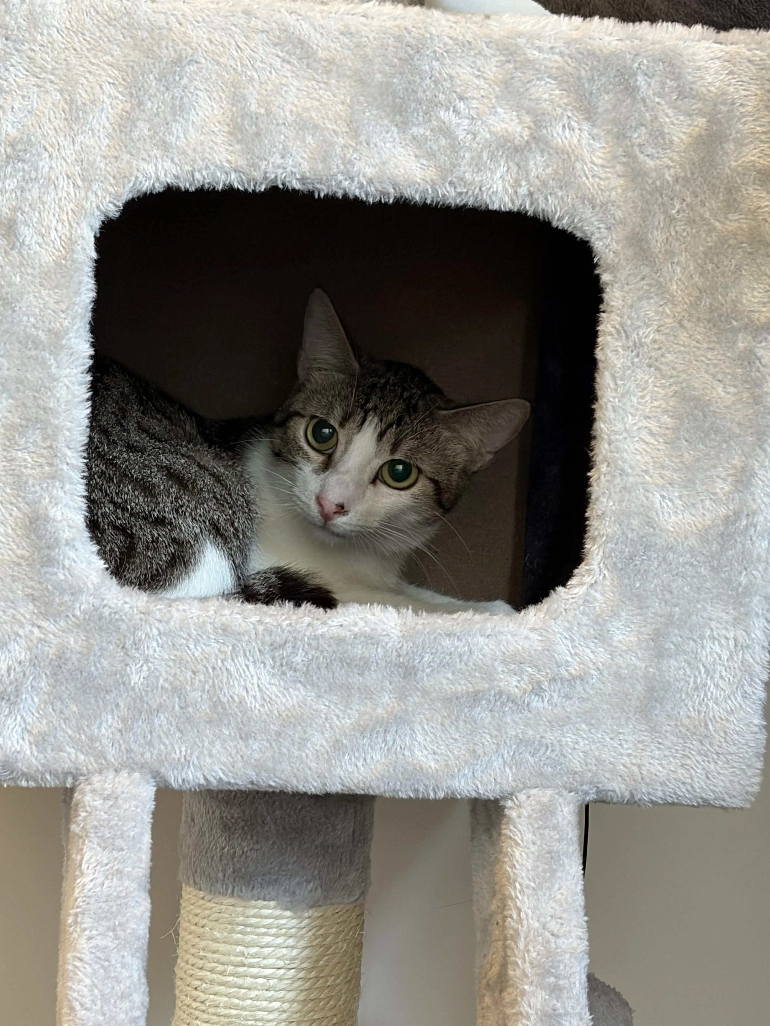 Kater Diego