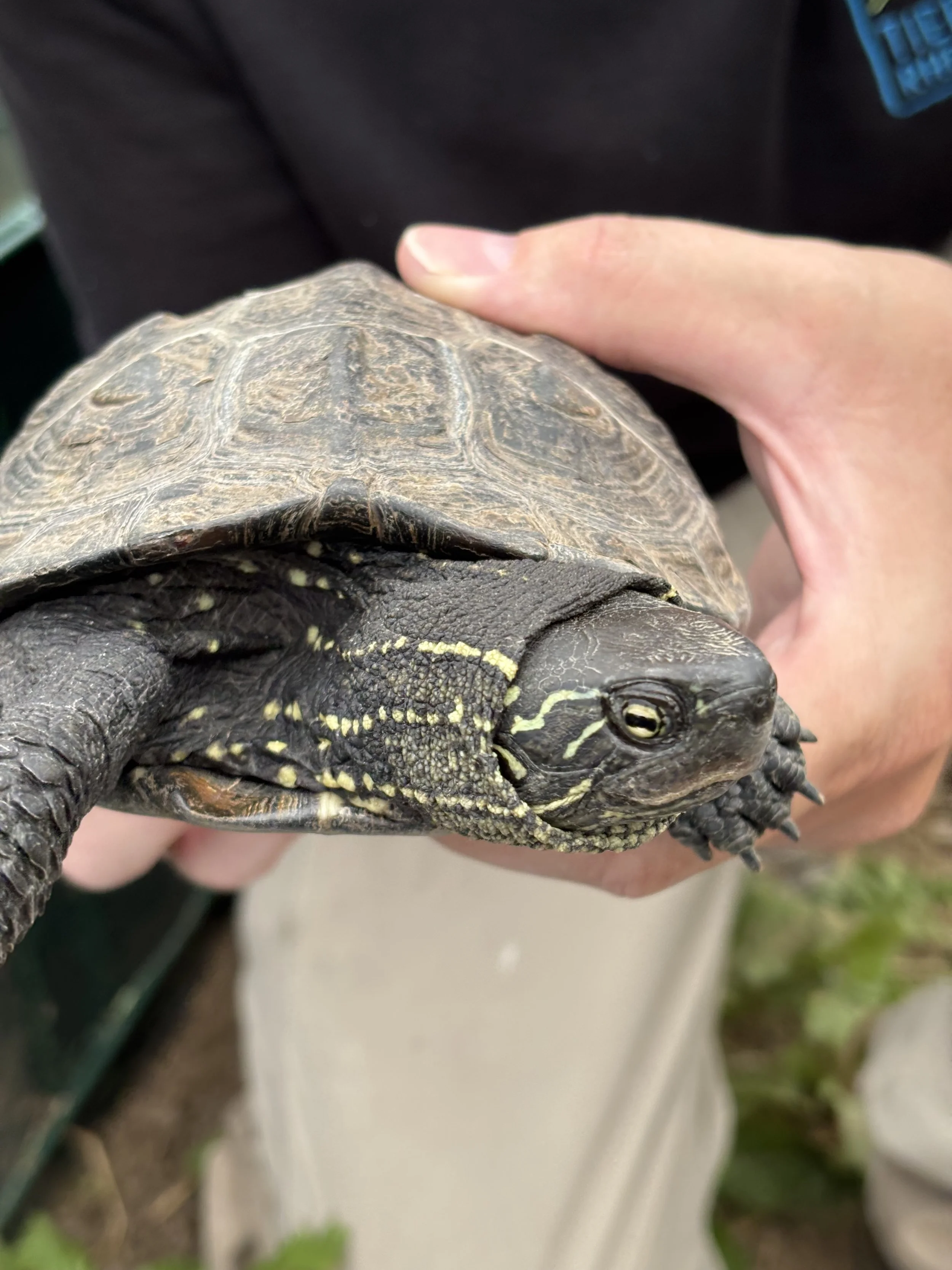 Sumpfschildkröte Getrude