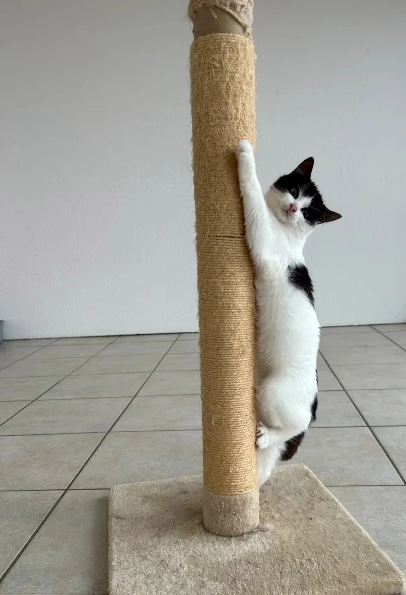 Kitten Mini (reserviert)