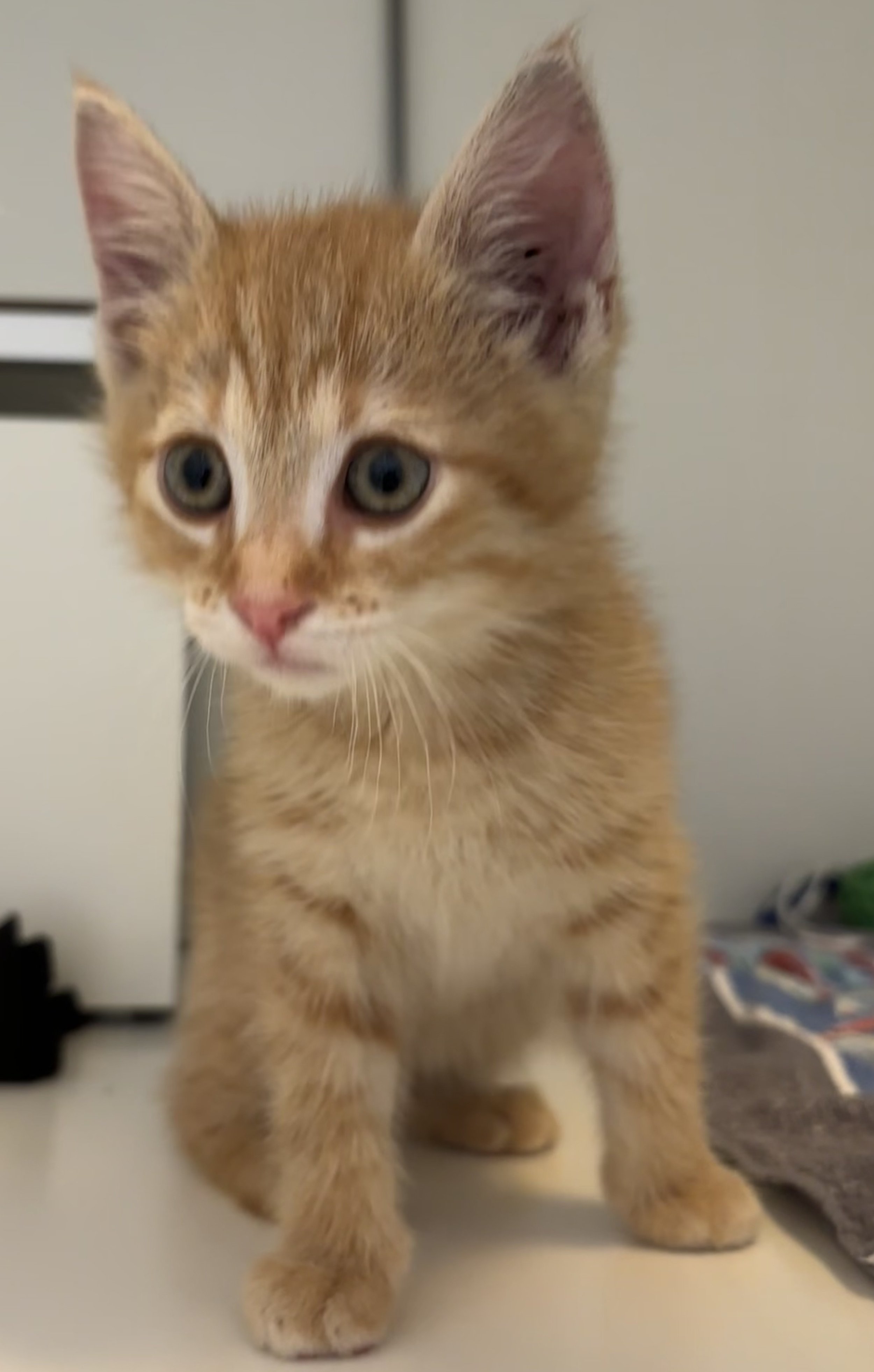 Kater Pumba (Reserviert)