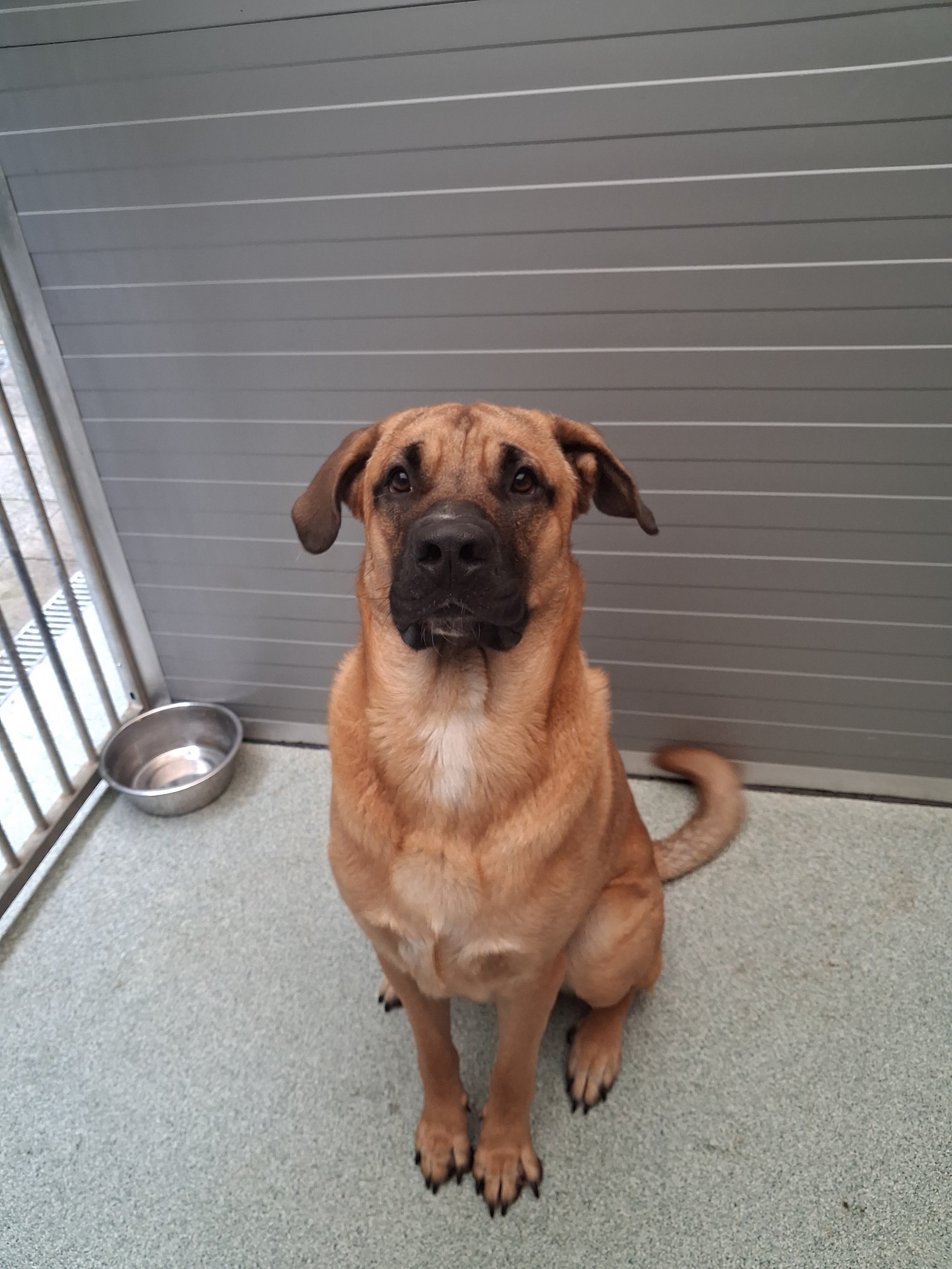 Rüde Koda