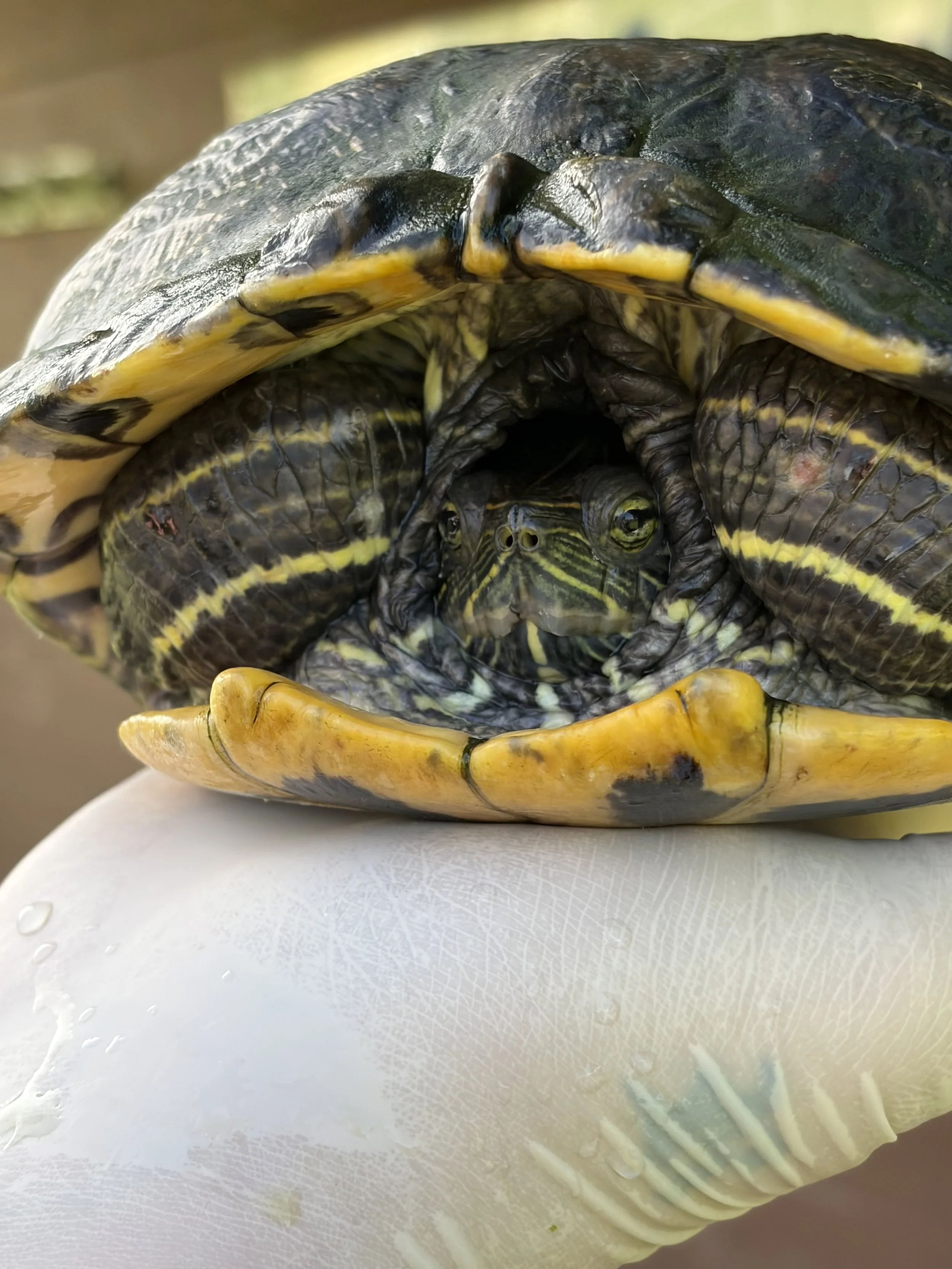 Rotwangenschmuckschildkröte Splash