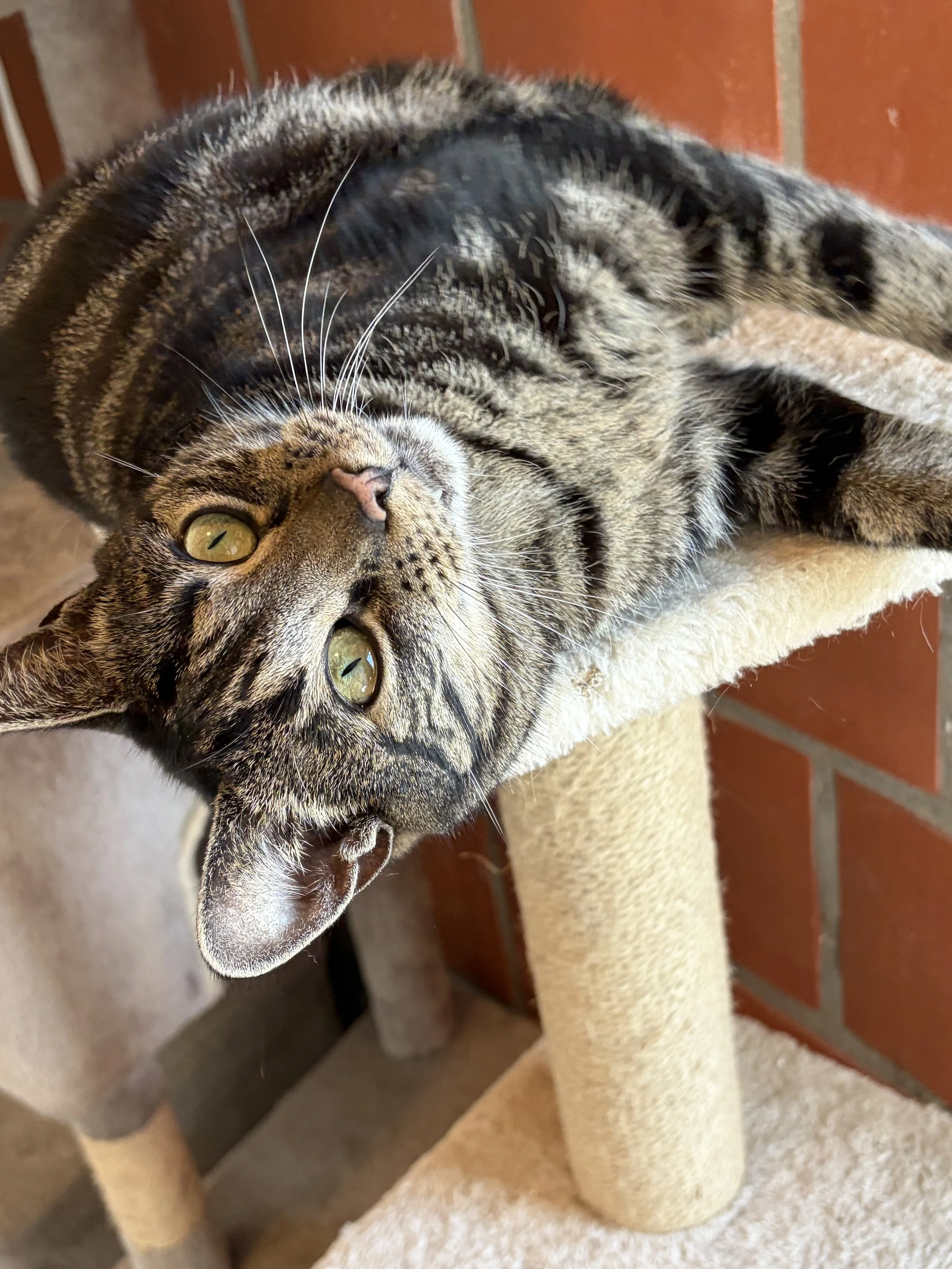 Katze Bella