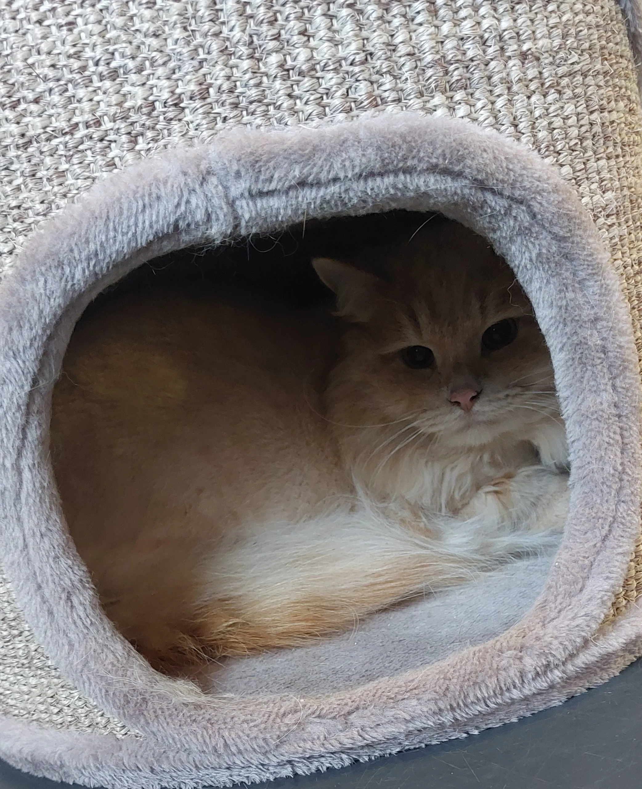 Kater Marley