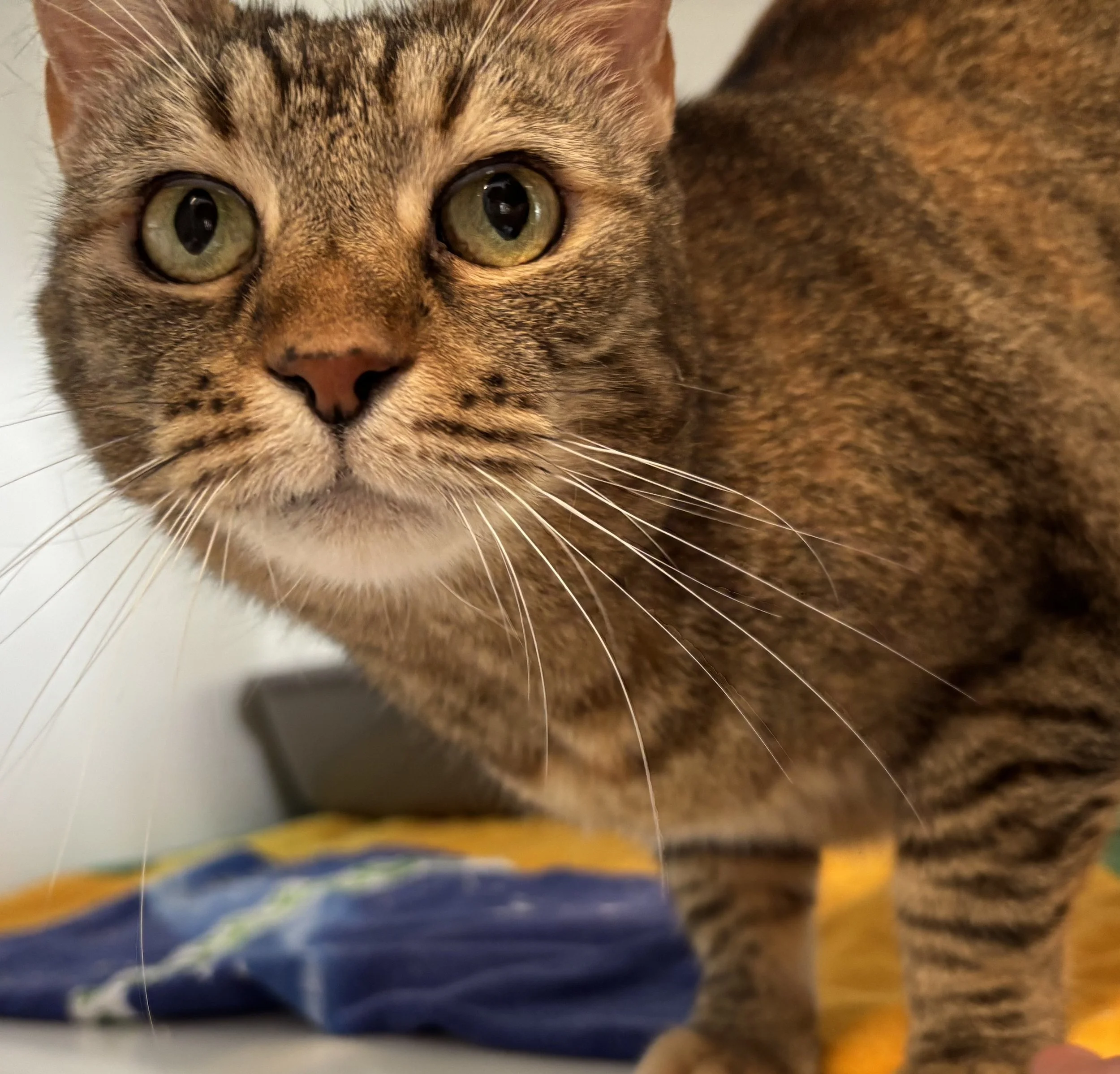 Katze Julie