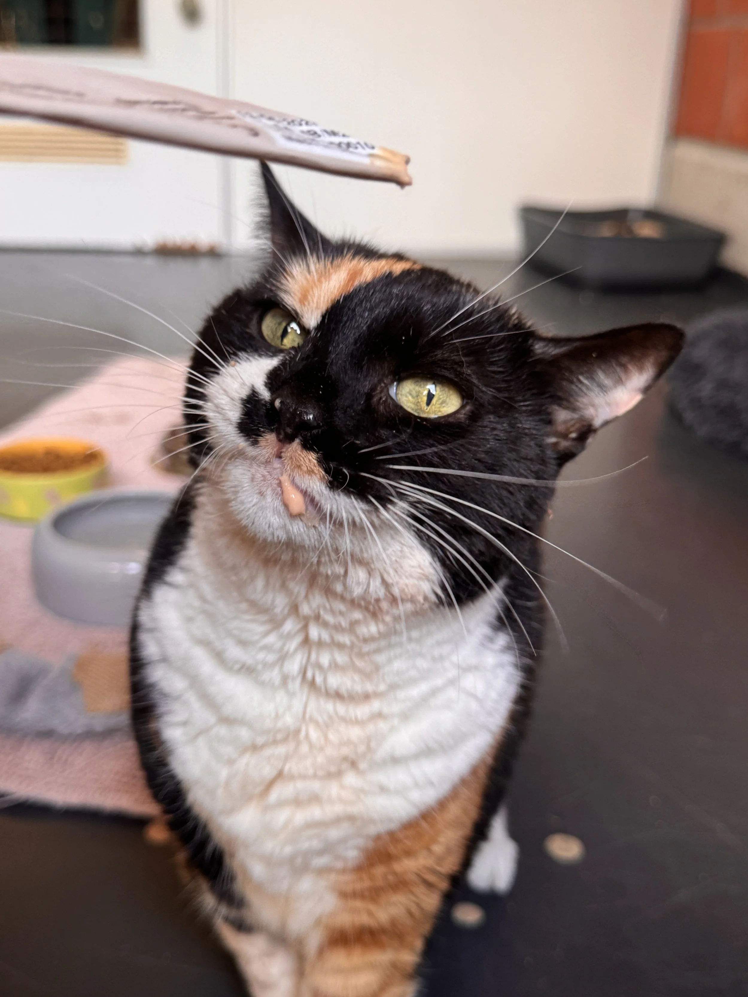 Katze Joey
