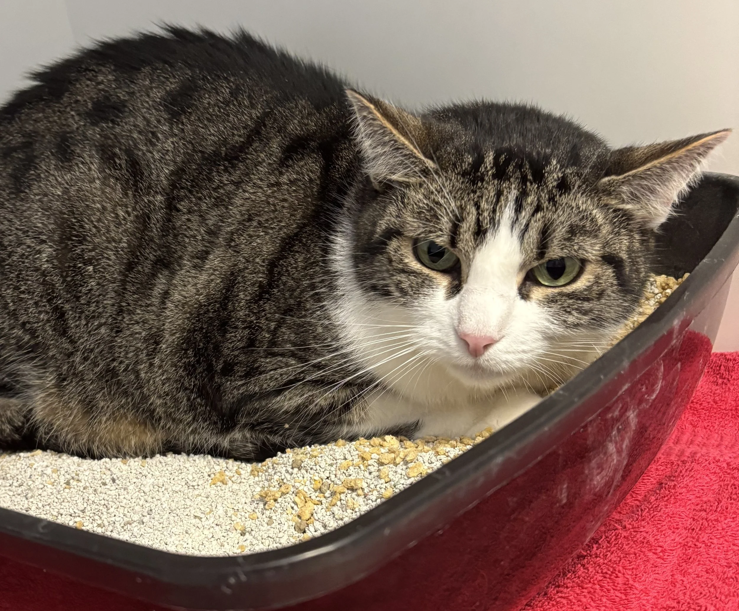 Kater Novi ( Reserviert)