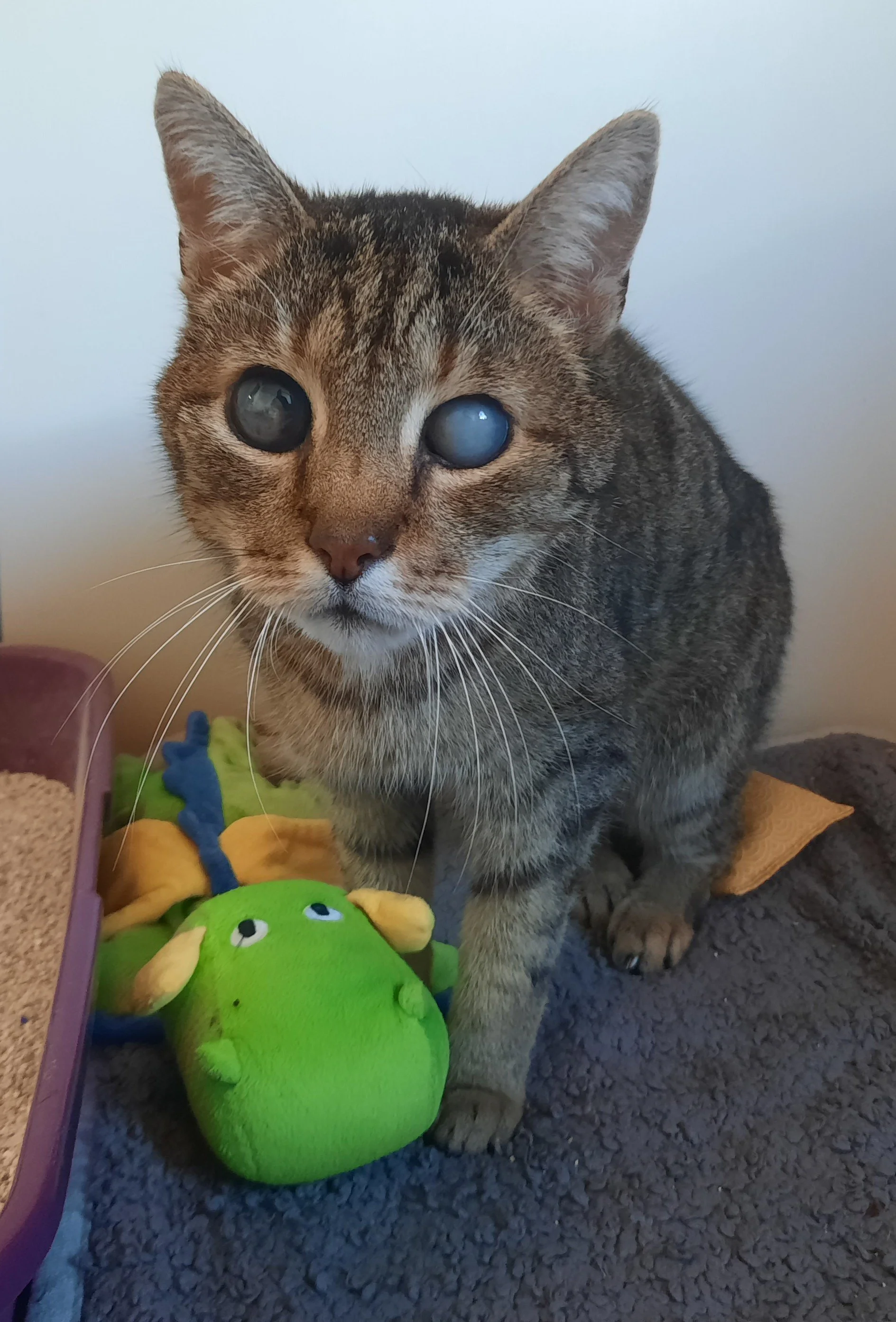 Kater Urmel