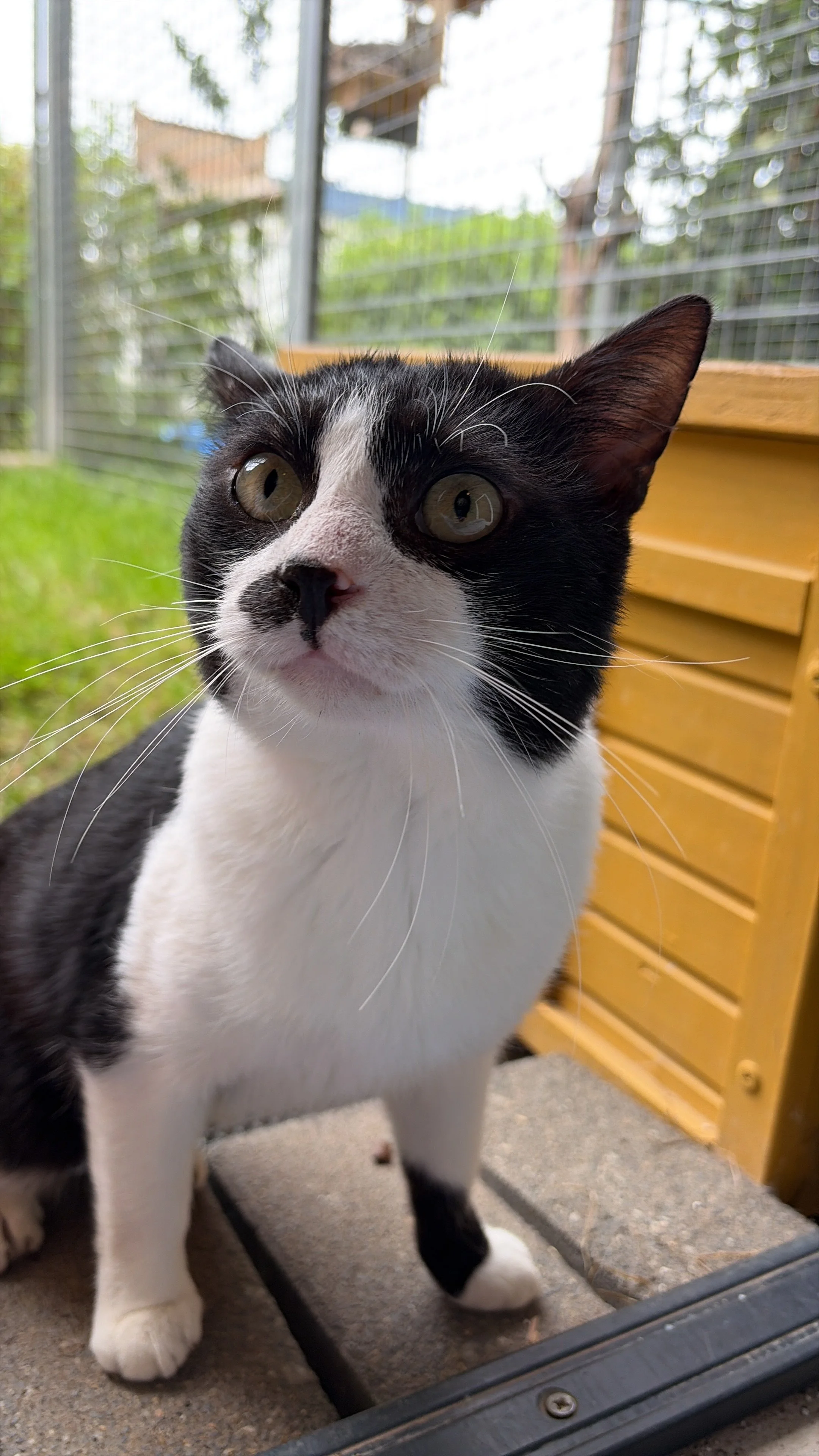 Kater Manfred