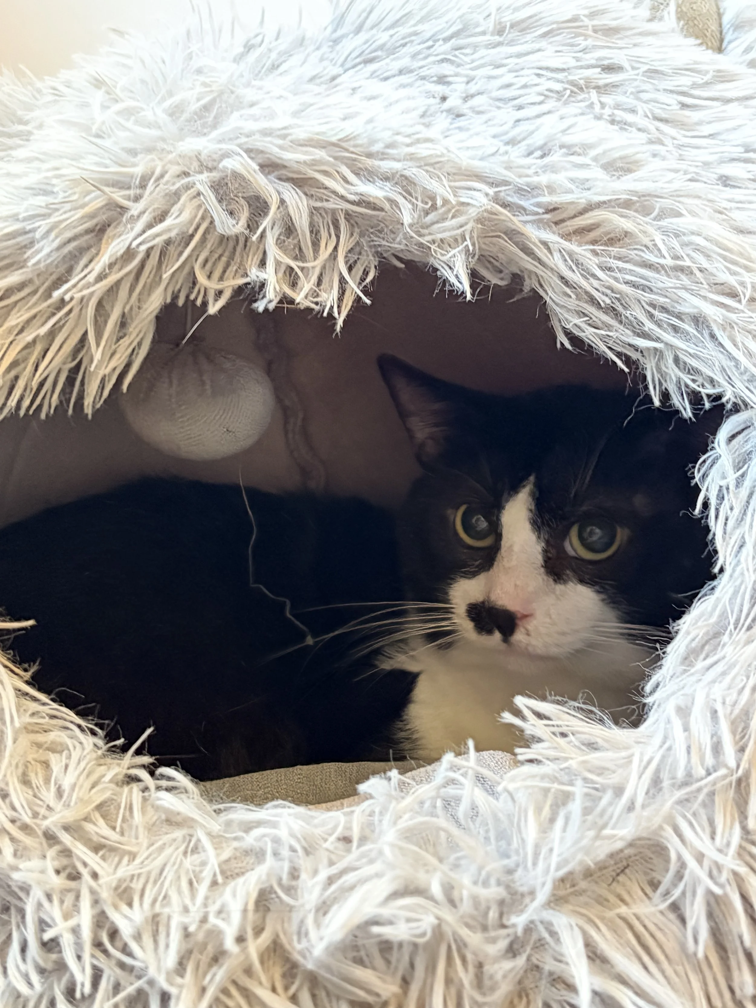 Kater Manfred
