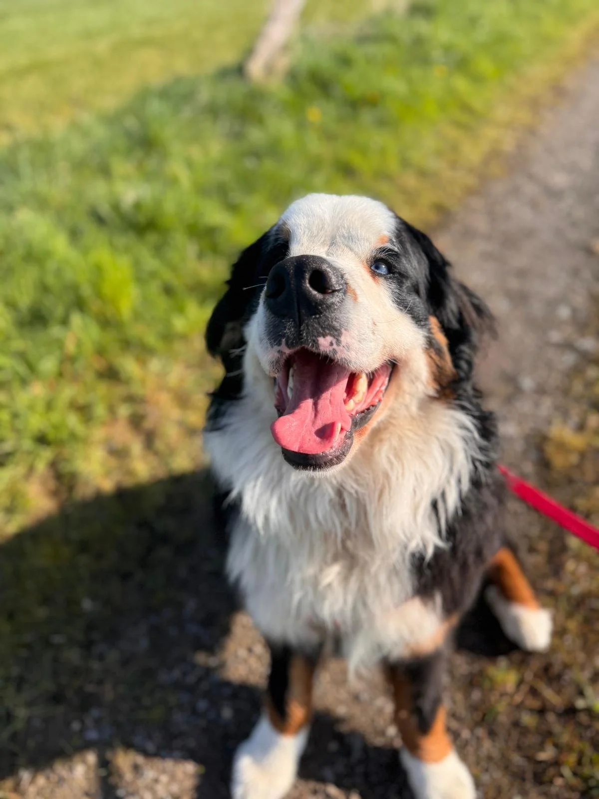 Rüde Muffin