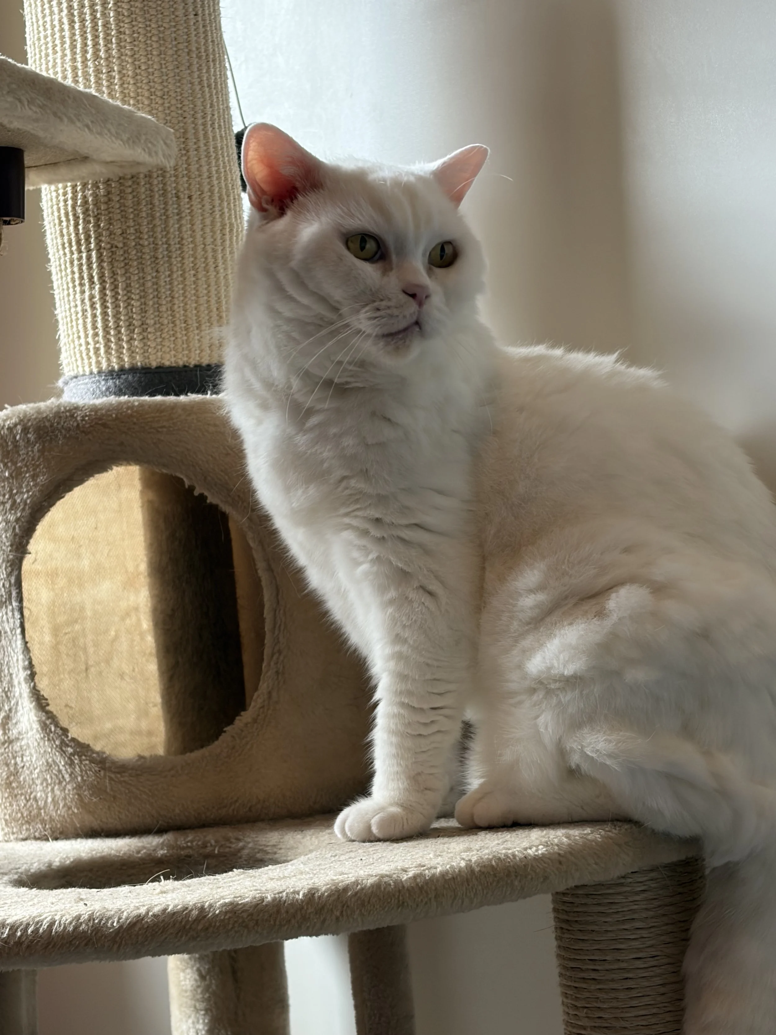 Kater Nanuk