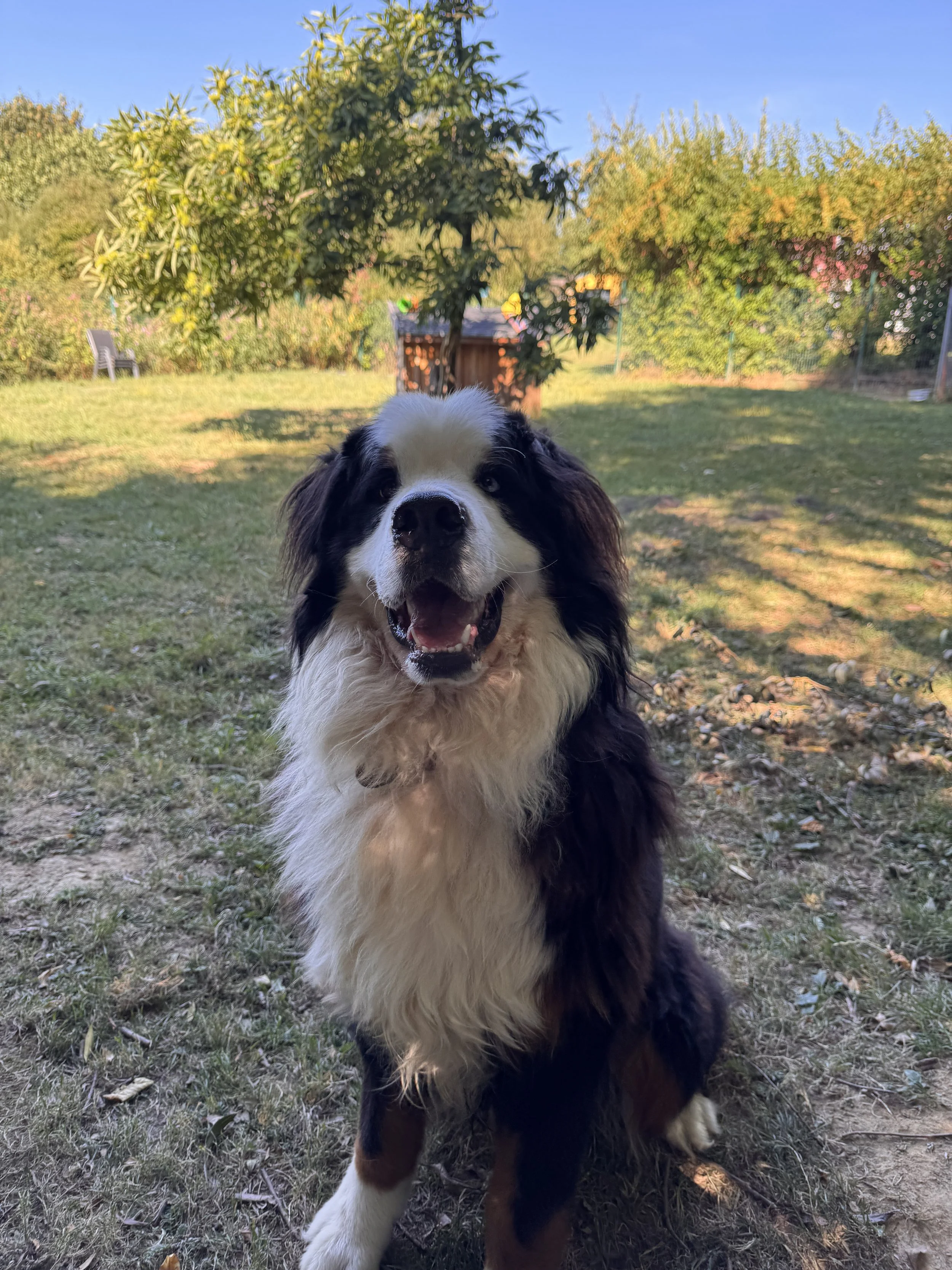 Rüde Muffin