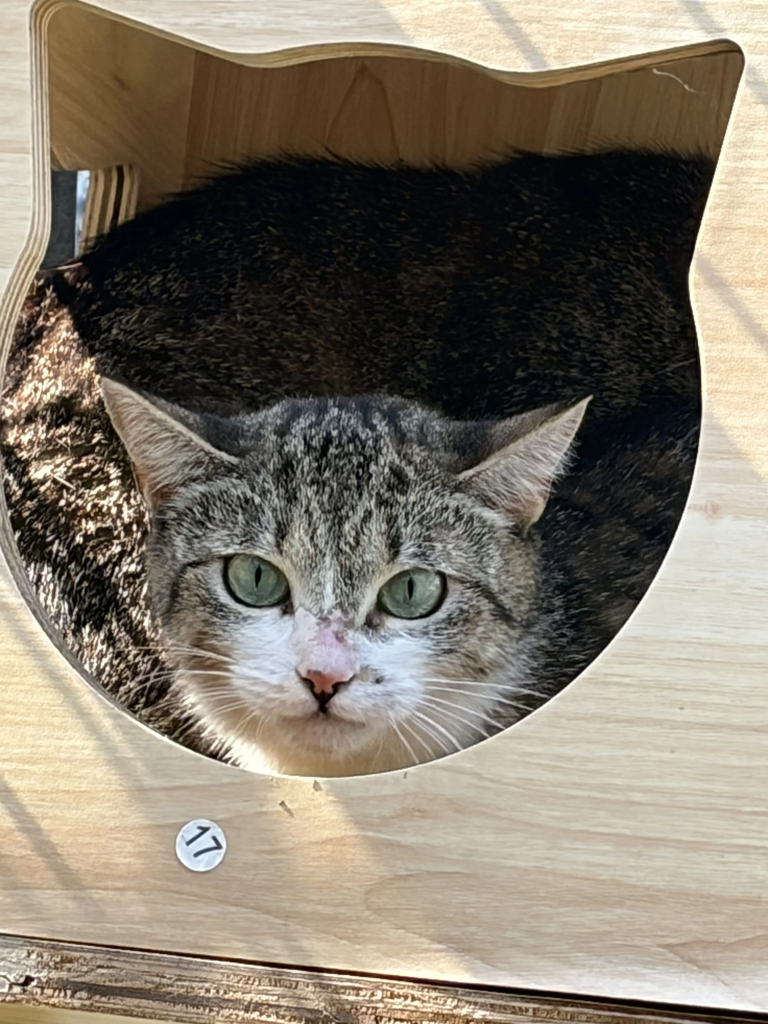 Katze Lucia