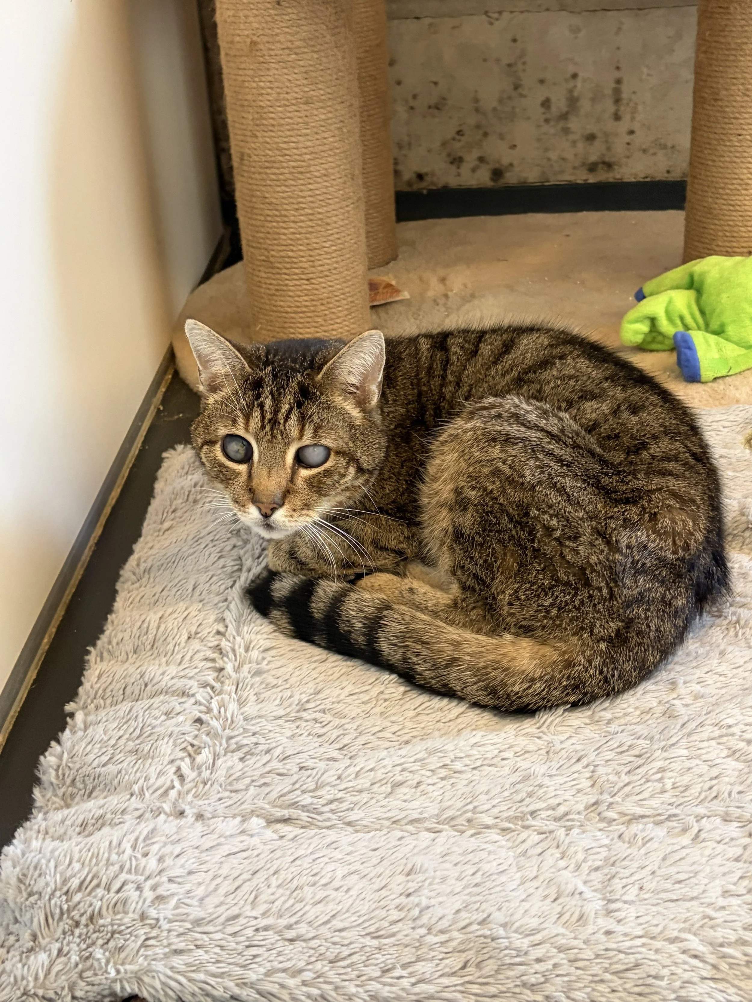 Kater Urmel