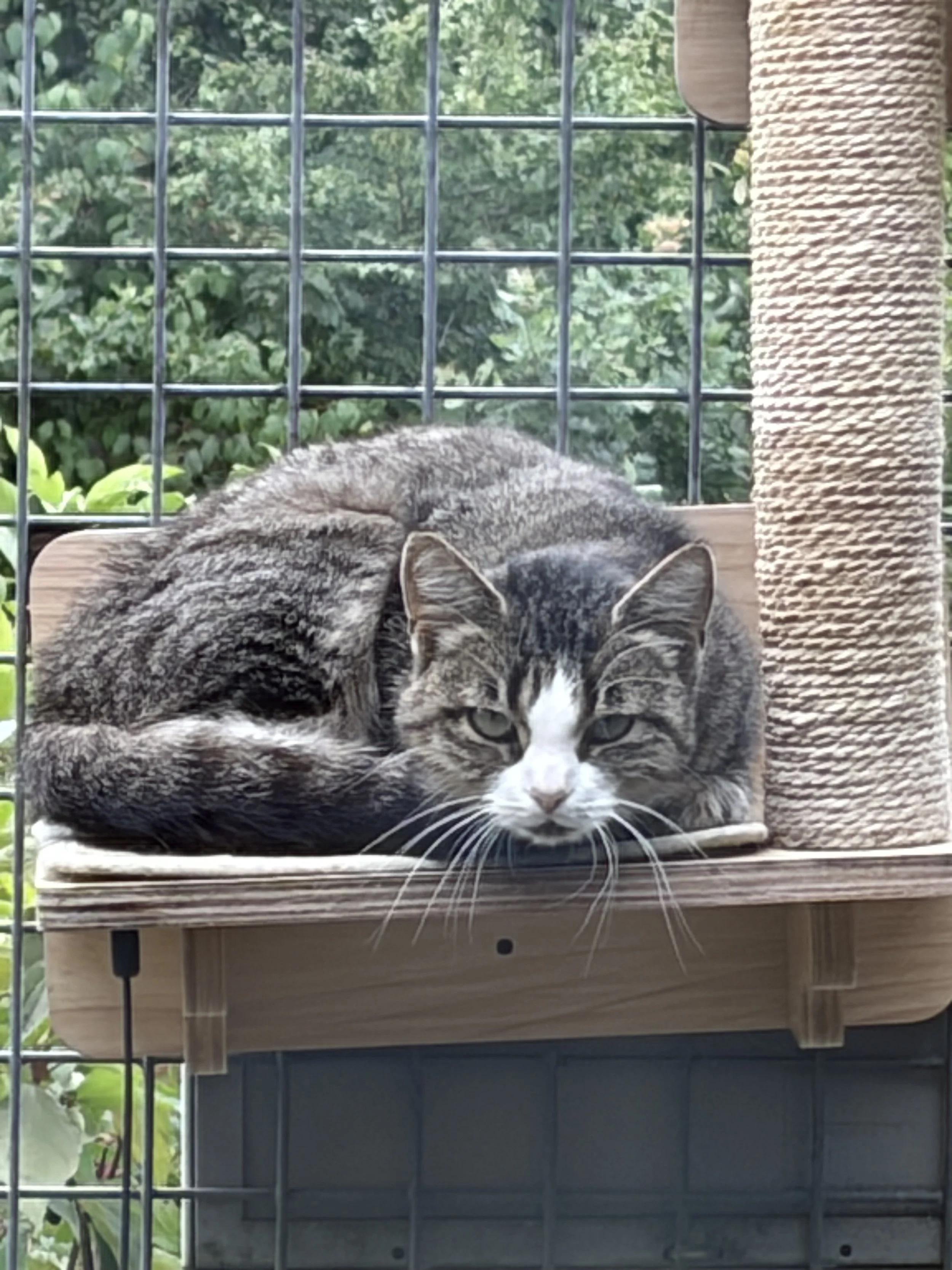 Katze Sky