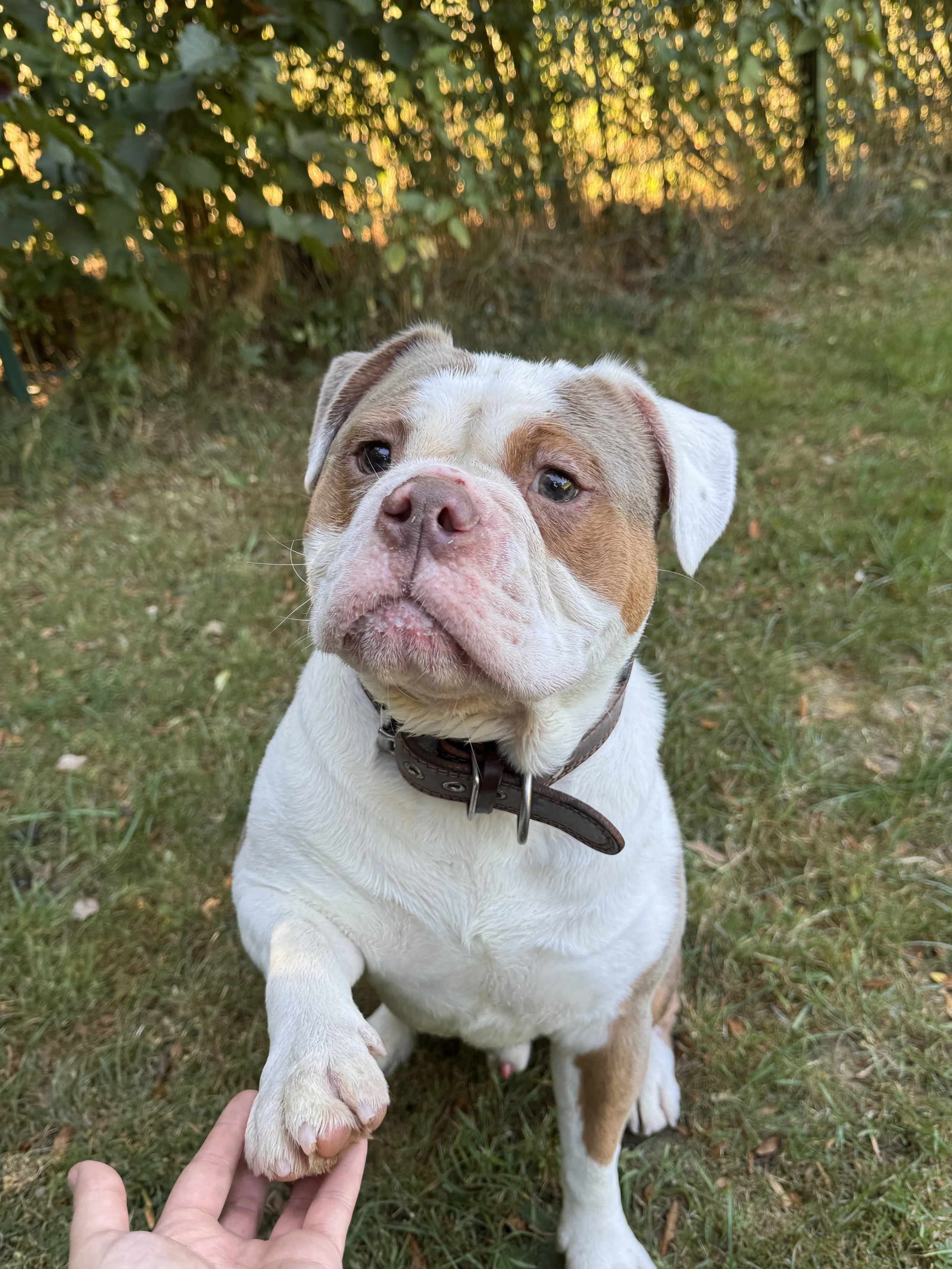 Rüde Ragnar Thor von den Seal Bullz