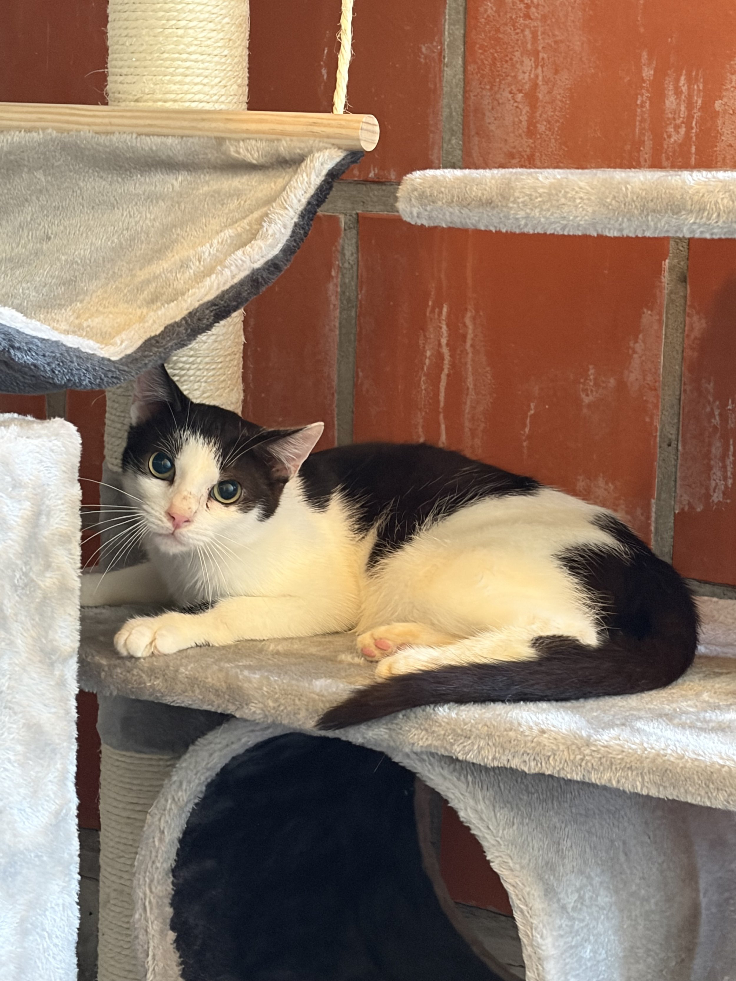 Kater Sid