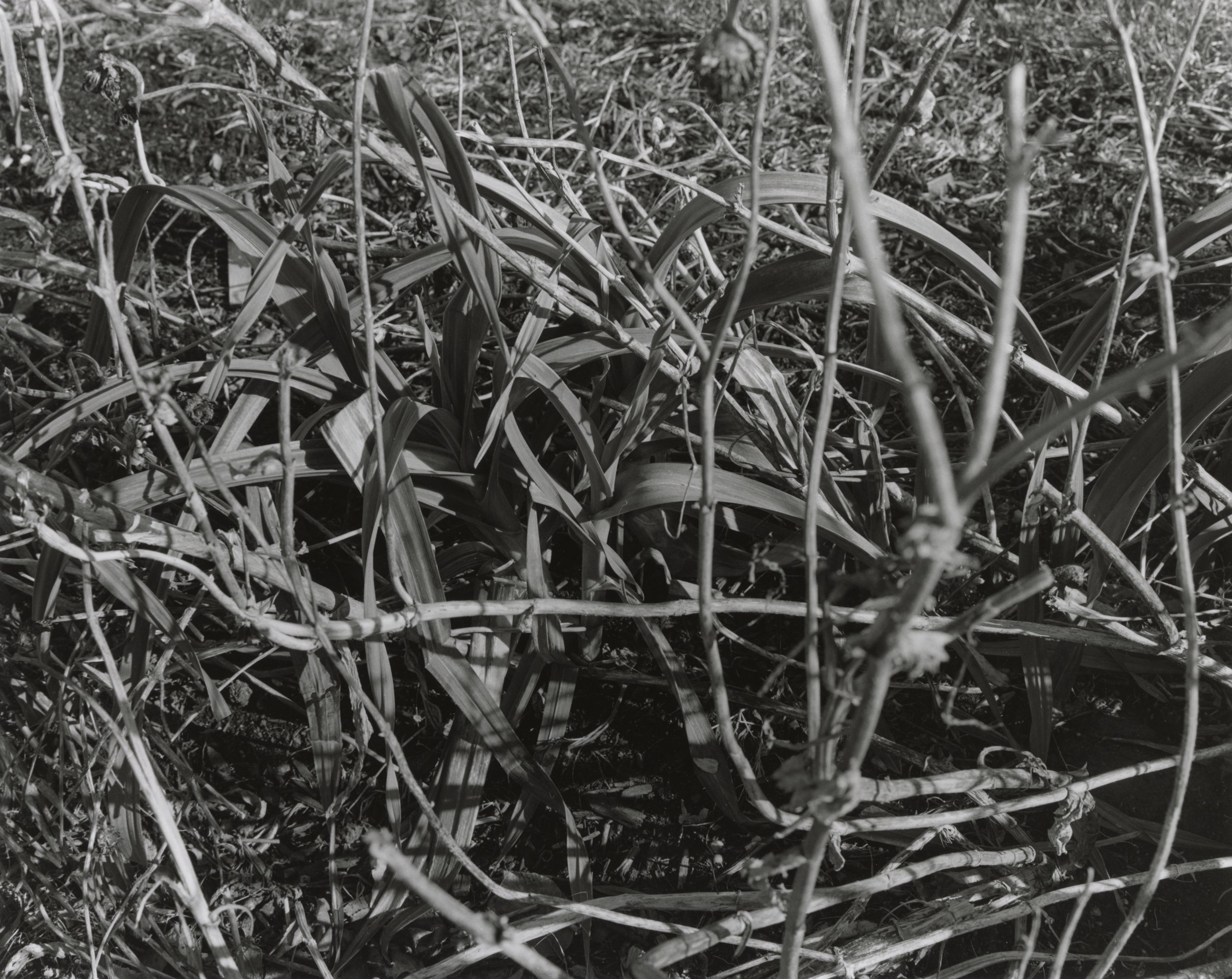  gelatin silver print on 11x14” warm tone paper  edition of 5 + 2 ap 