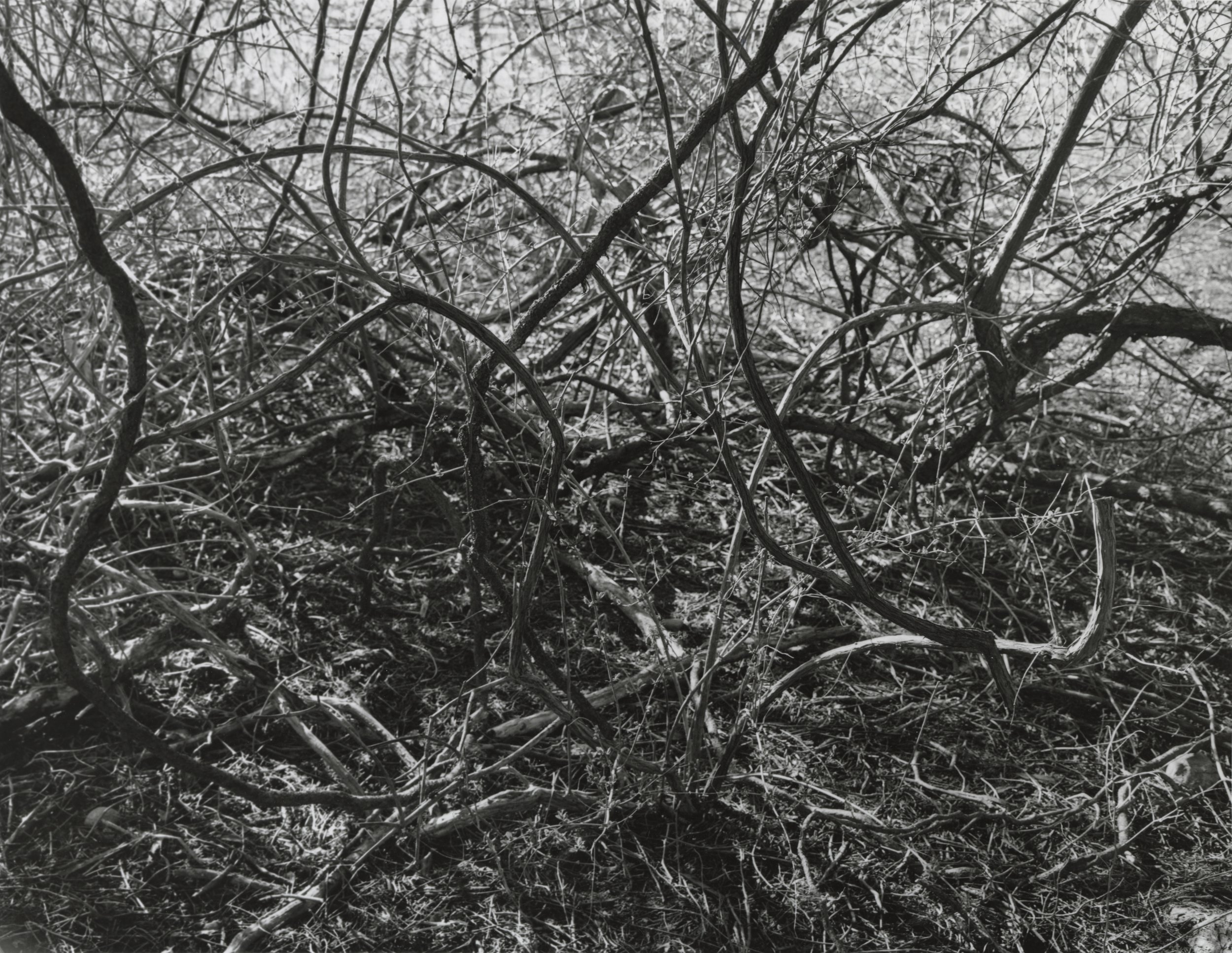  gelatin silver print on 11x14” warm tone paper 