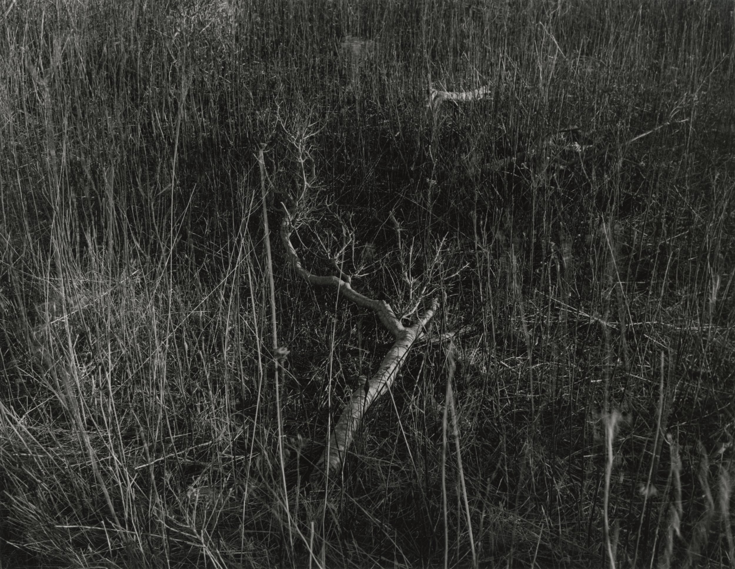  gelatin silver print on 11x14” warm tone paper 