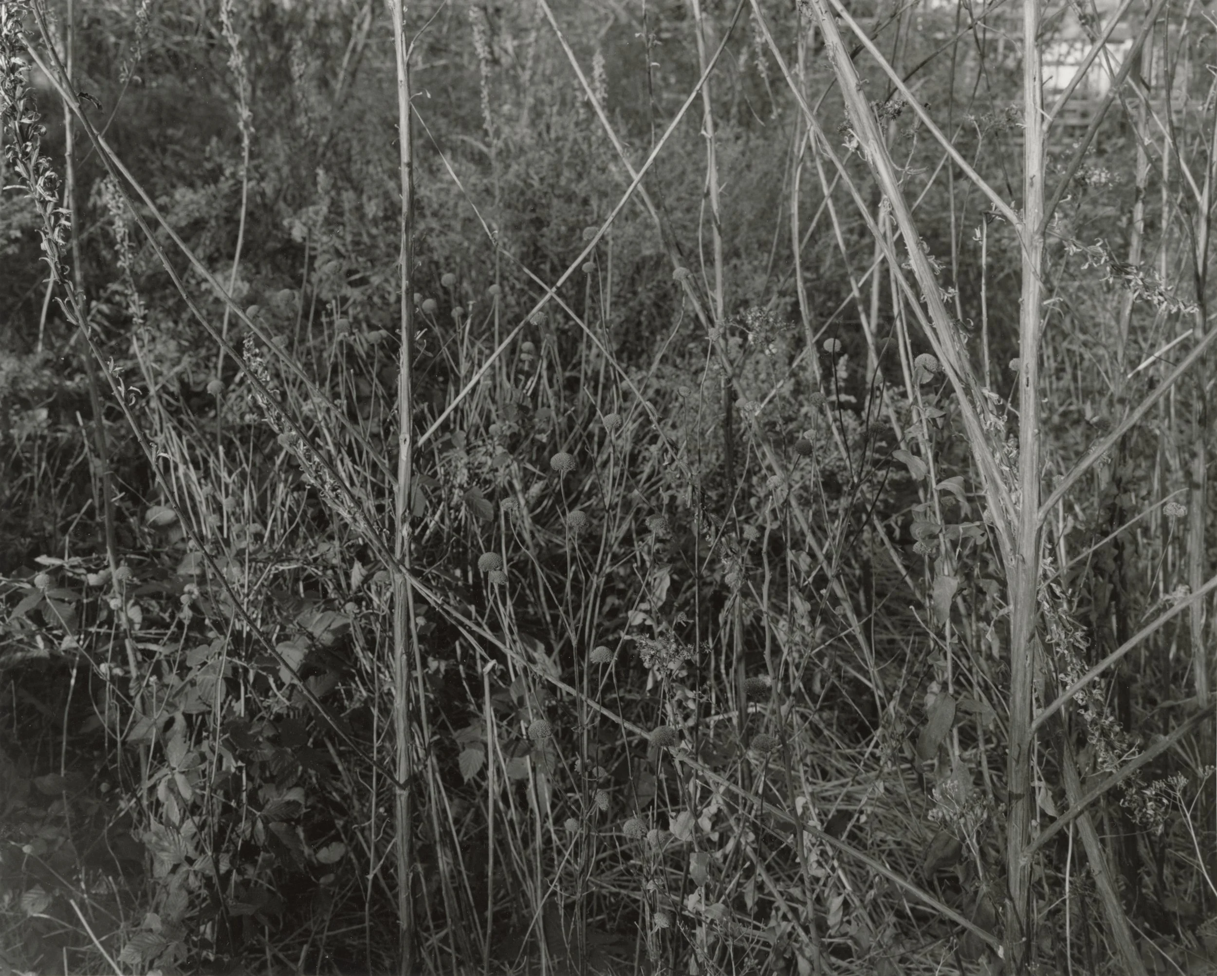 jbmorton--19585146.jpg