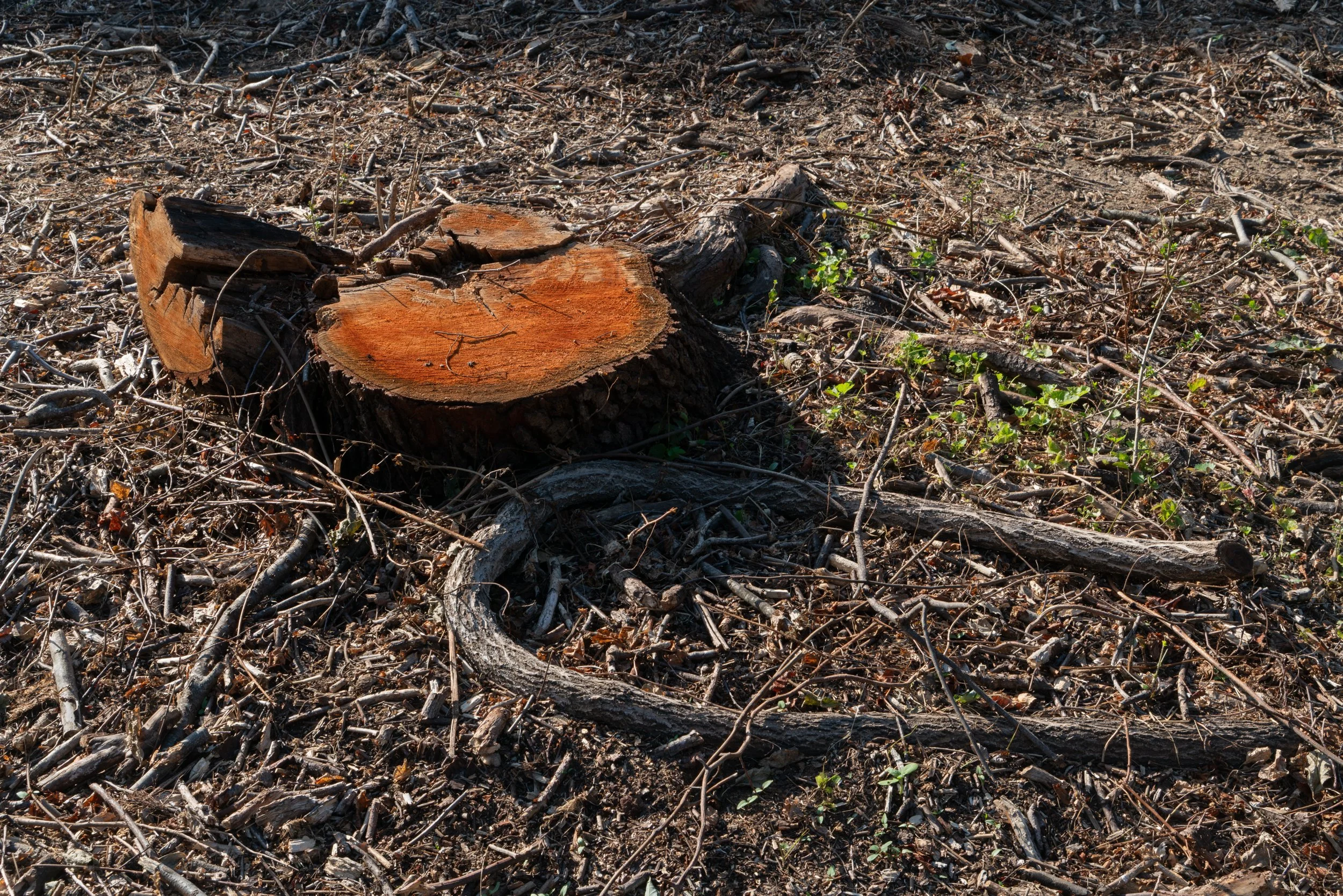 wed-jbmorton-08725.jpg