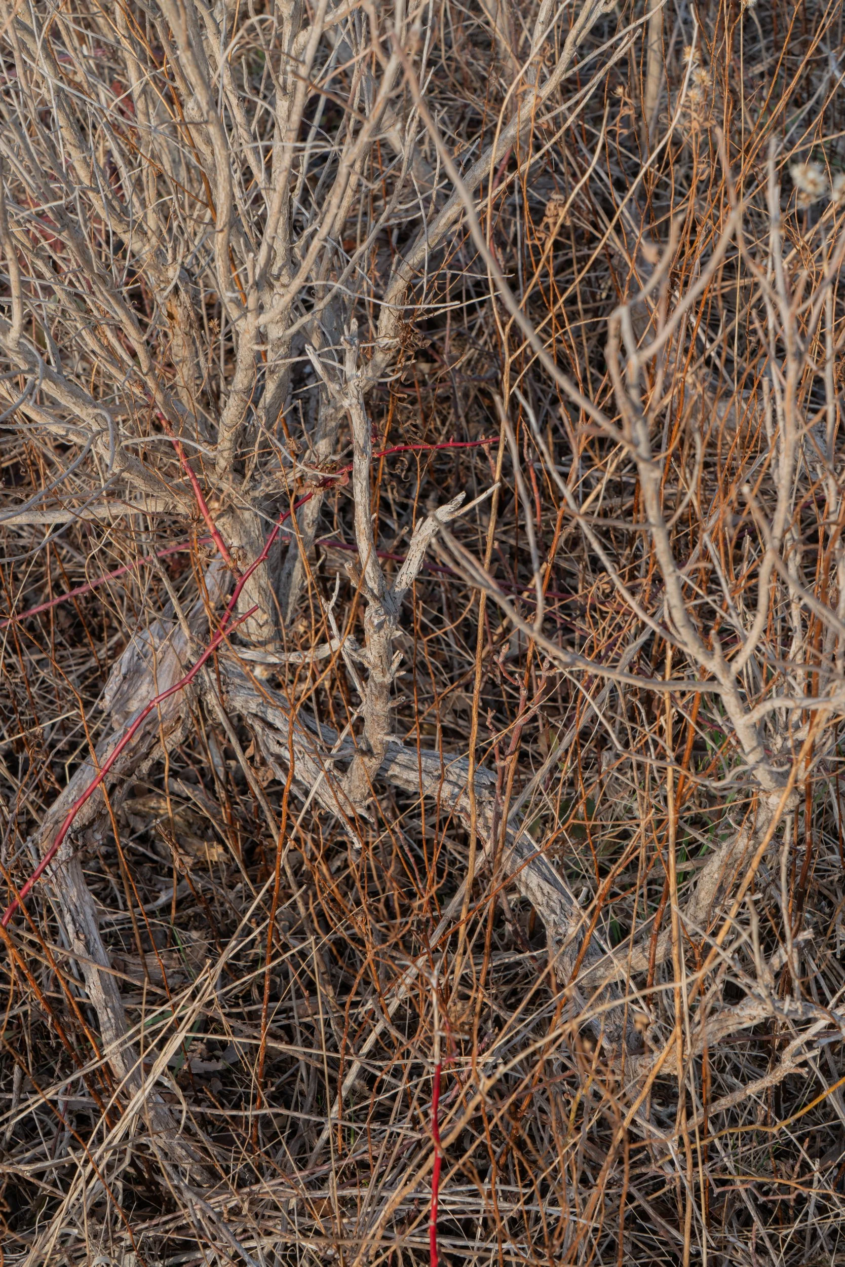 wed-jbmorton-01624.jpg