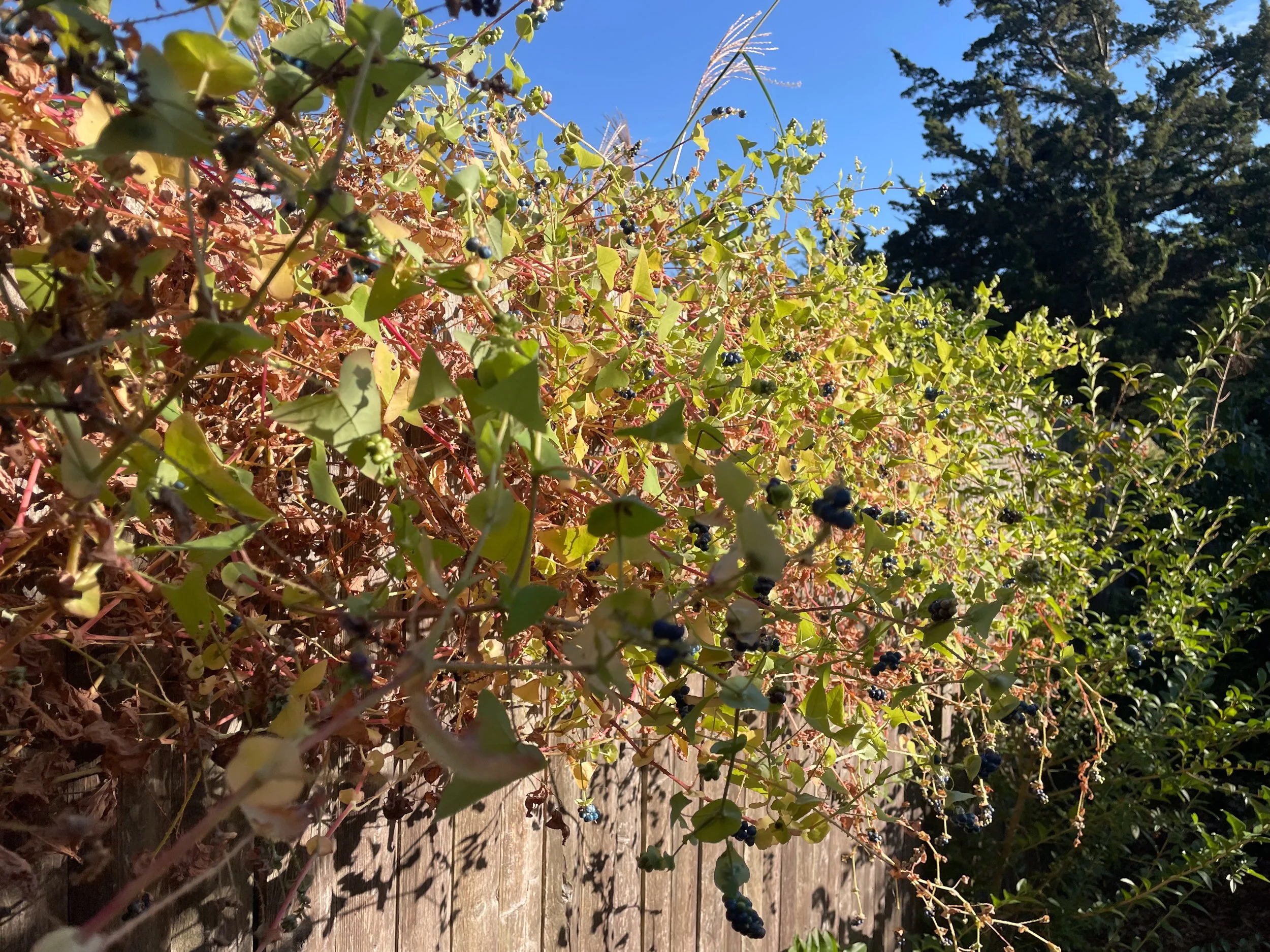  PC7497 10.3.25 4:31:20PM 