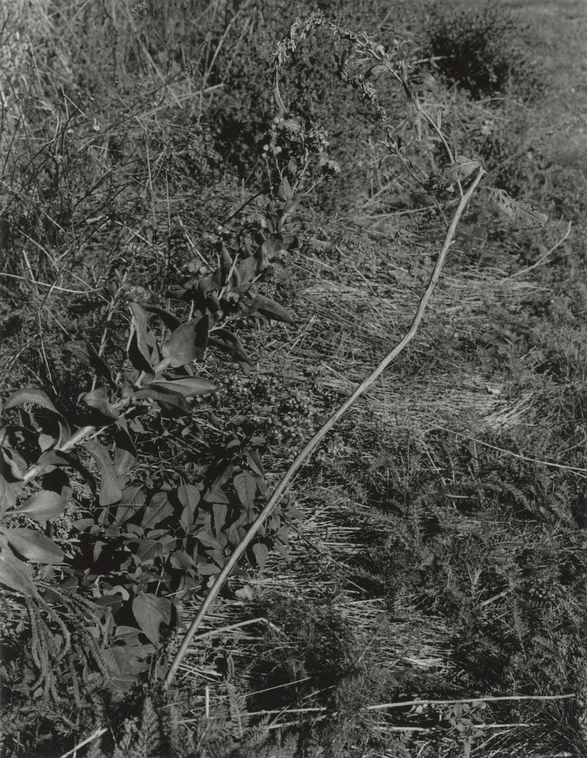  gelatin silver print on 11x14” warm tone paper  edition of 3 + 2 ap 