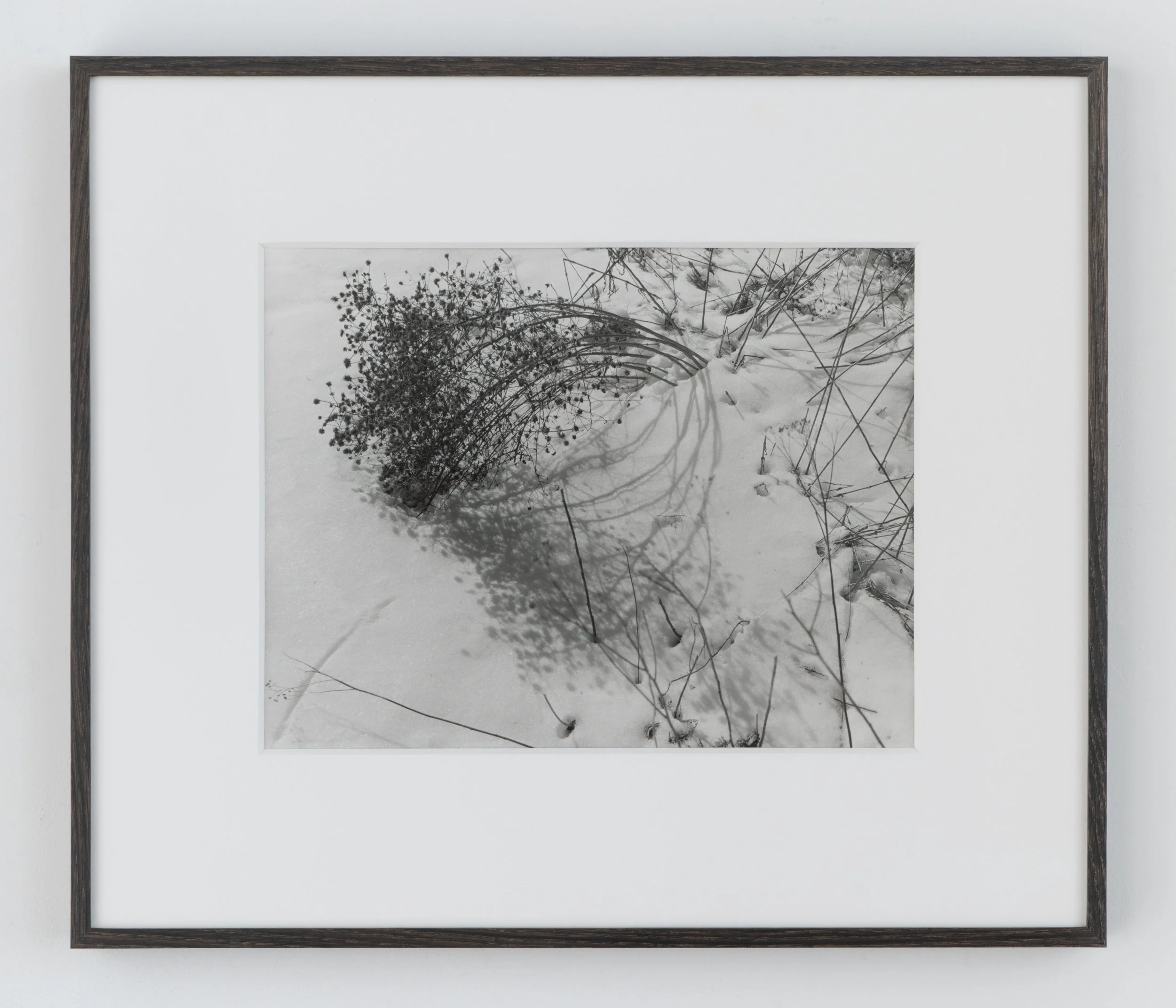 Untitled (snowy aster), 2021