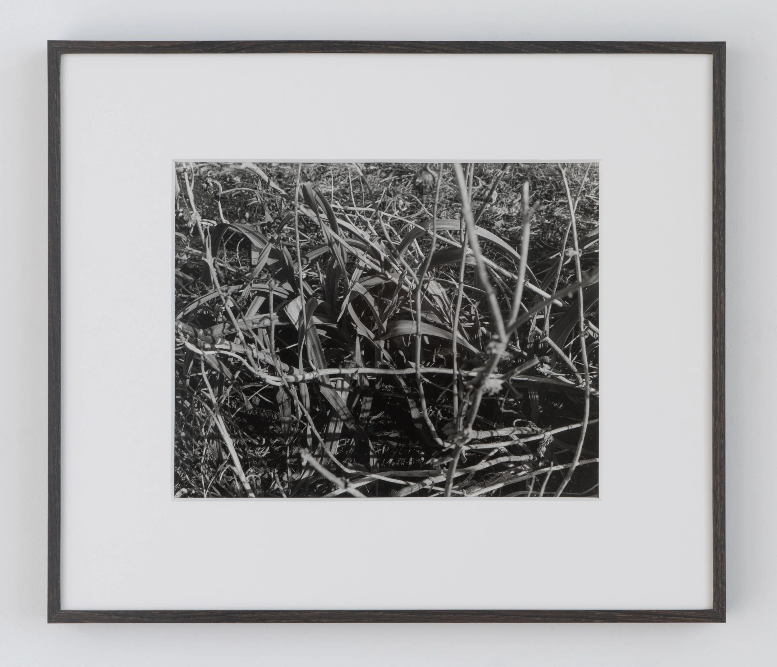 Untitled (tithonia & allium), 2021