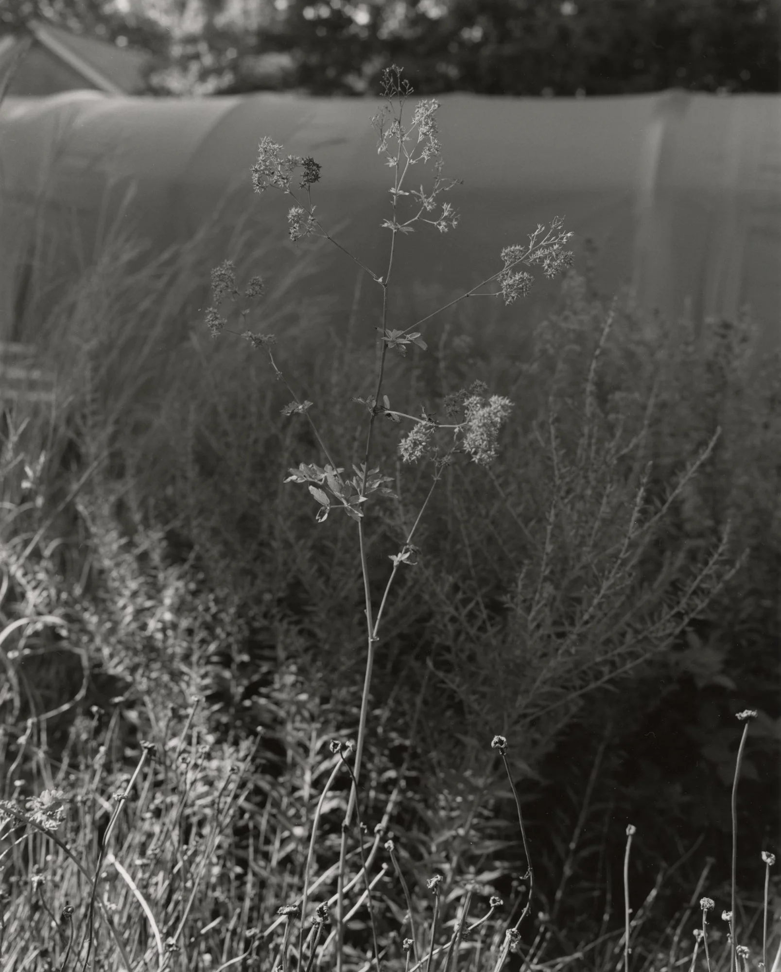  gelatin silver print at 11x14”  edition of 5 + ap  gelatin silver print at 16x20”  edition of 3 + 2 ap 