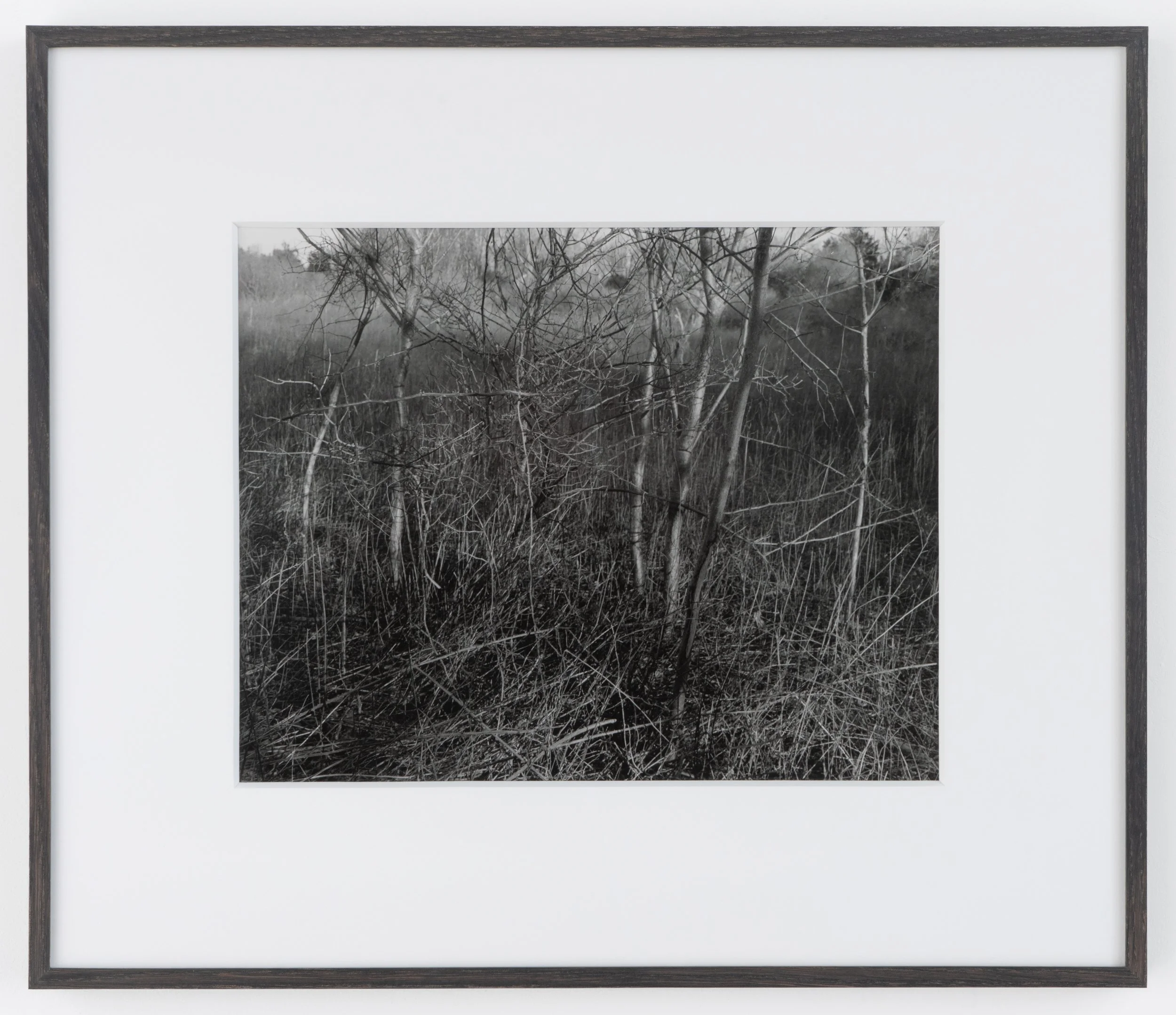  gelatin silver print in ebonized white oak artist frame 16 ¾ x 19 ½” 