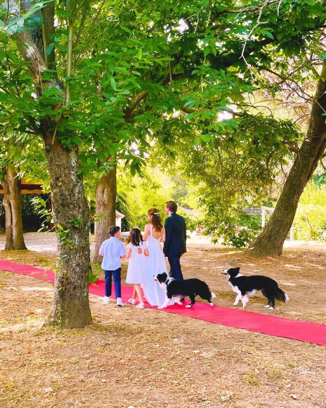 Um cen&aacute;rio de sonho para um dia inesquec&iacute;vel! ✨
Neste cantinho rodeado pela natureza, celebr&aacute;mos o amor com uma cerim&oacute;nia cheia de emo&ccedil;&atilde;o, sorrisos e at&eacute; patinhas felizes! 🌳🐾

A dream setting for an 