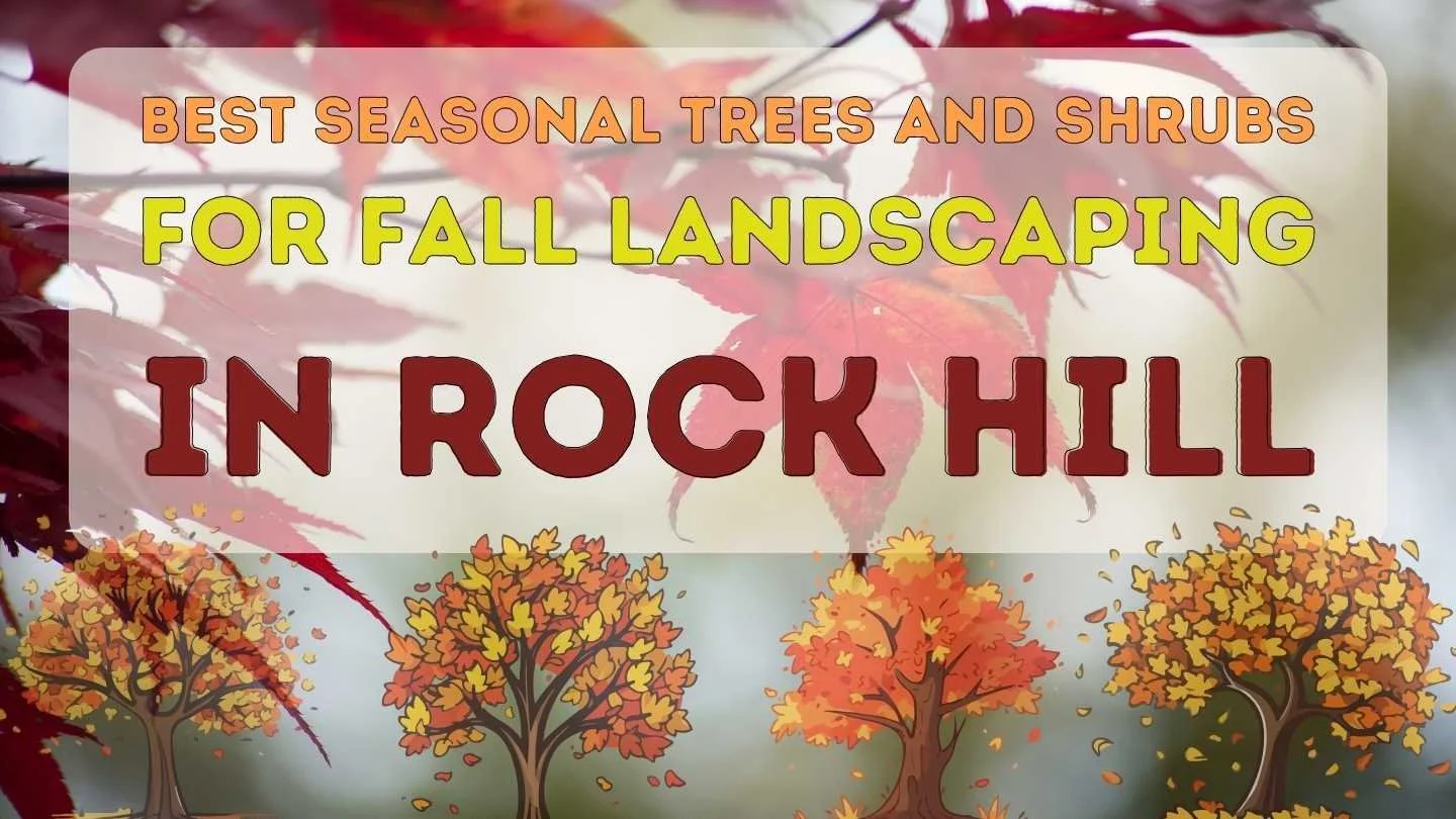 maple trees with text that reads "Best Seasonal Trees and Shrubs for Fall Landscaping in Rock Hill"