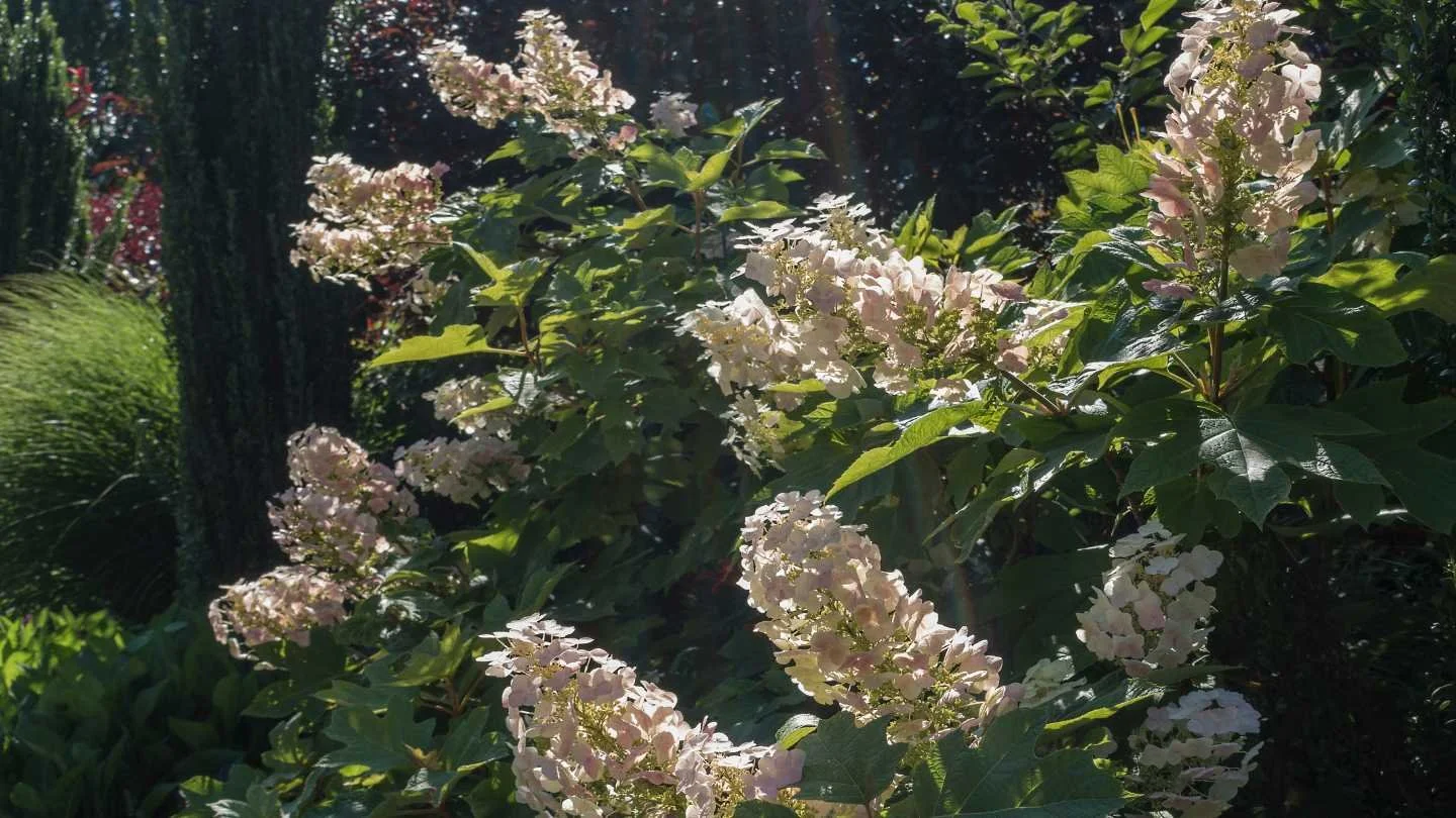 oakleaf hydrangea outdoors
