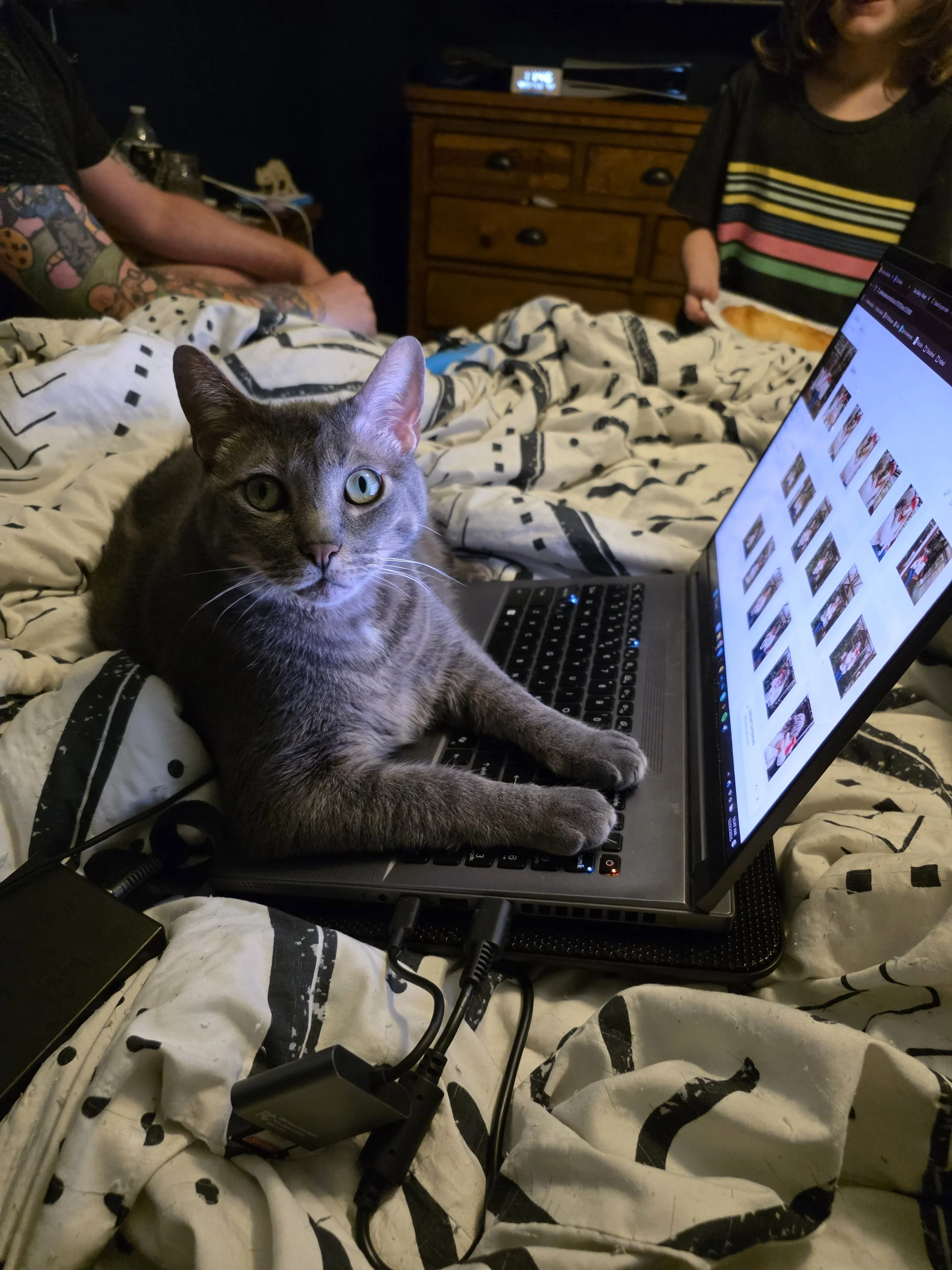 Cat sitting on a laptop while boudoir photographs are being edited for Hype Girl Boudoir